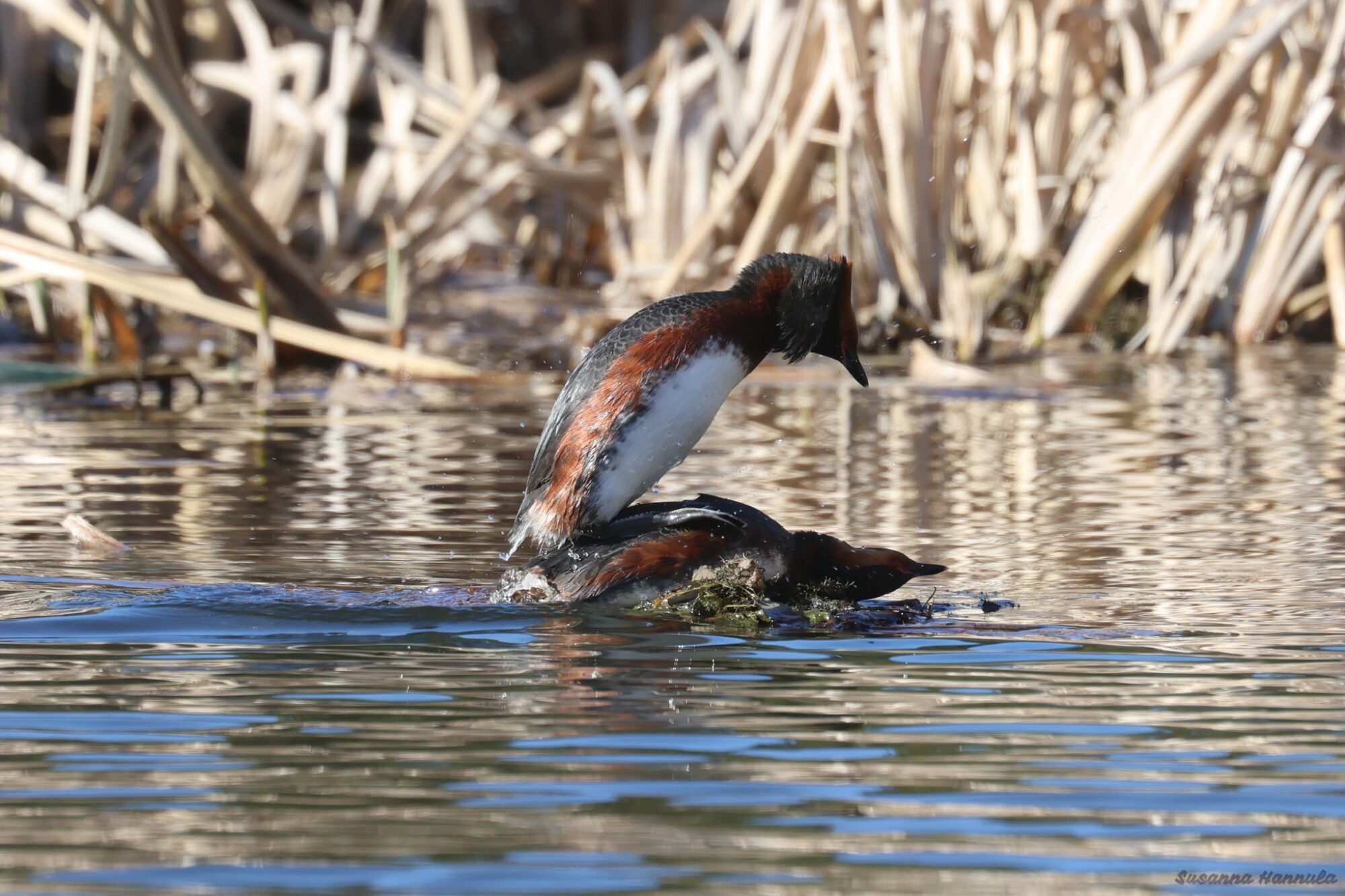 Valokuvaaja: Susanna Hannula