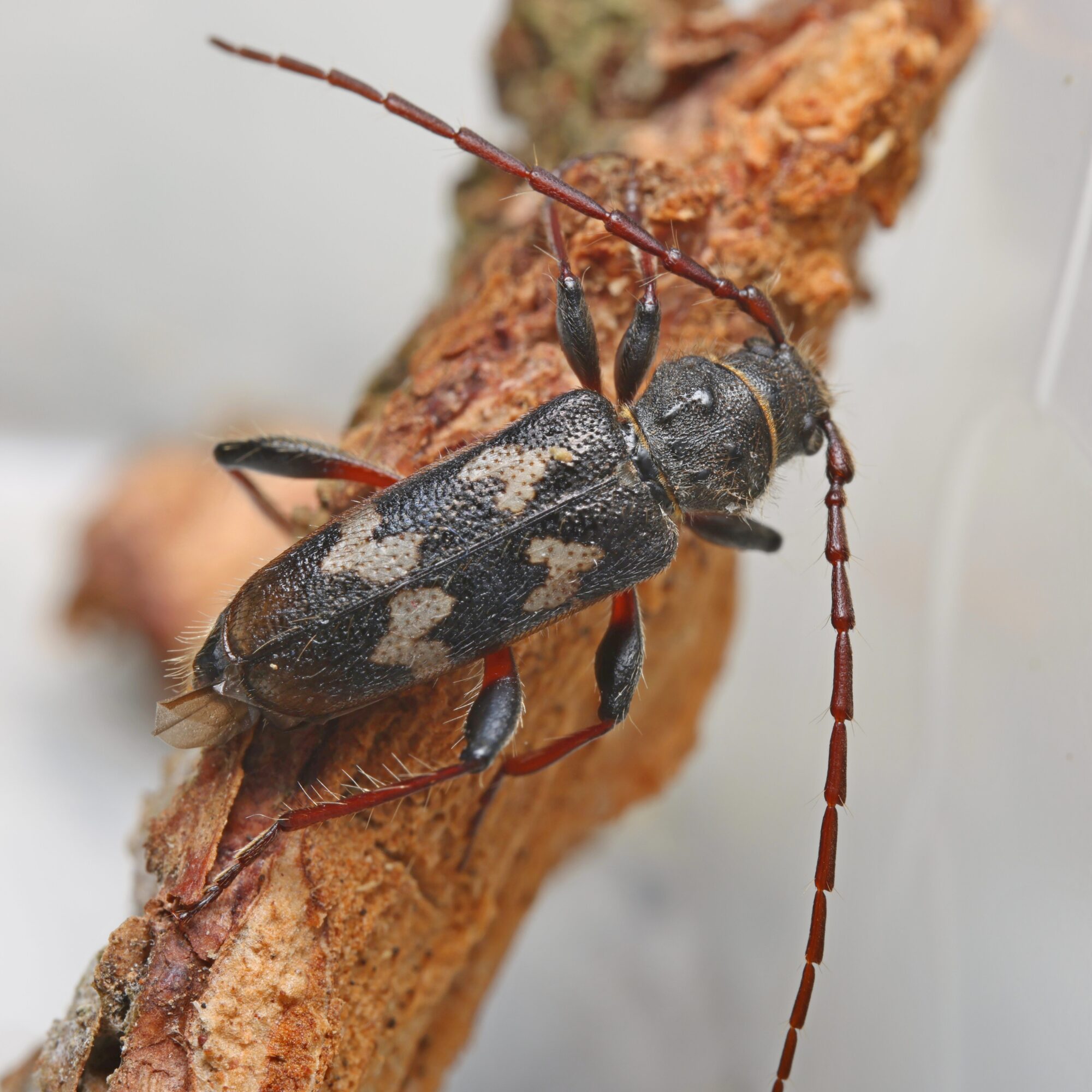 Valokuvaaja: Tommi Kujala