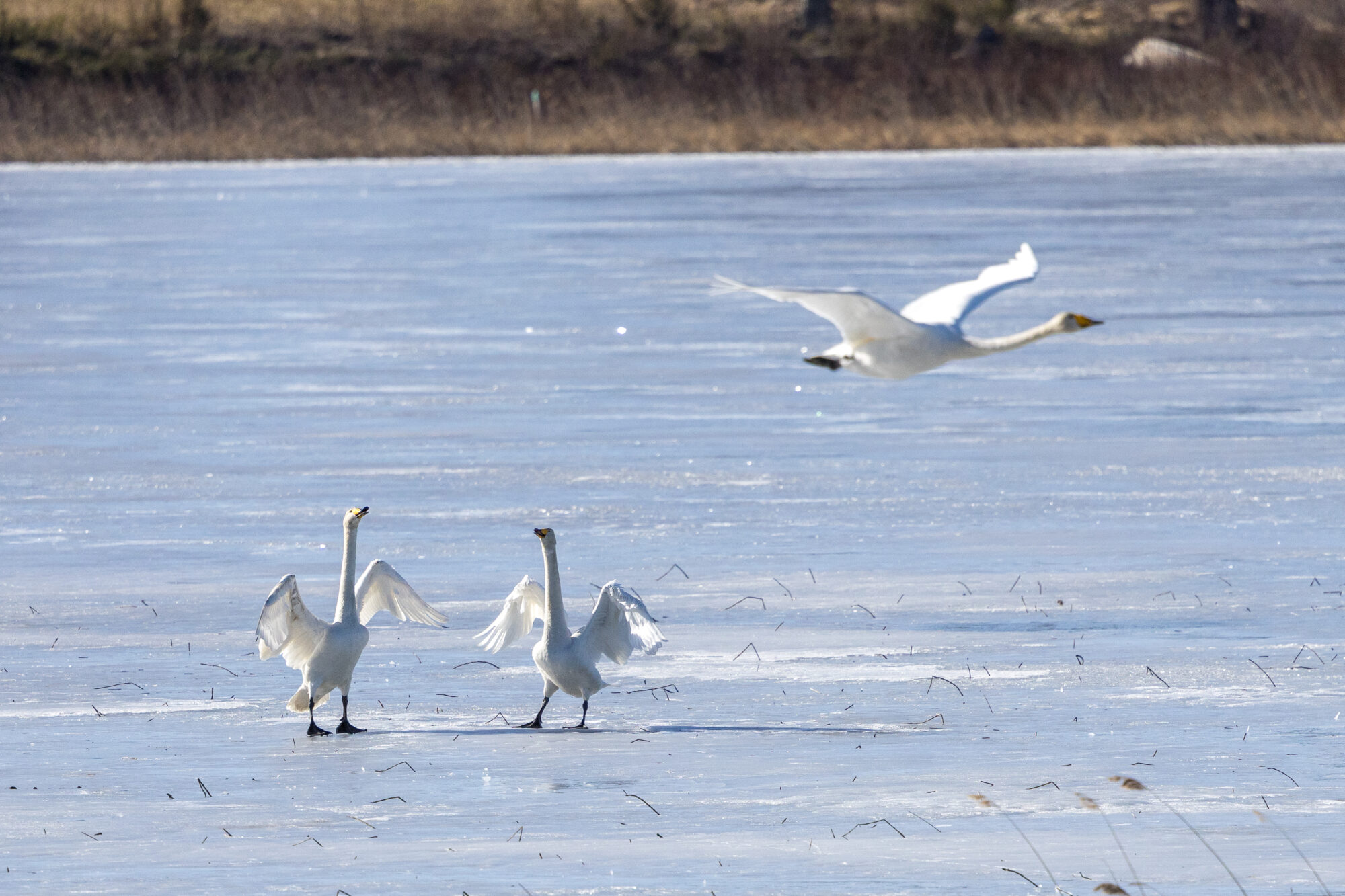 Valokuvaaja: Satu Pihlainen