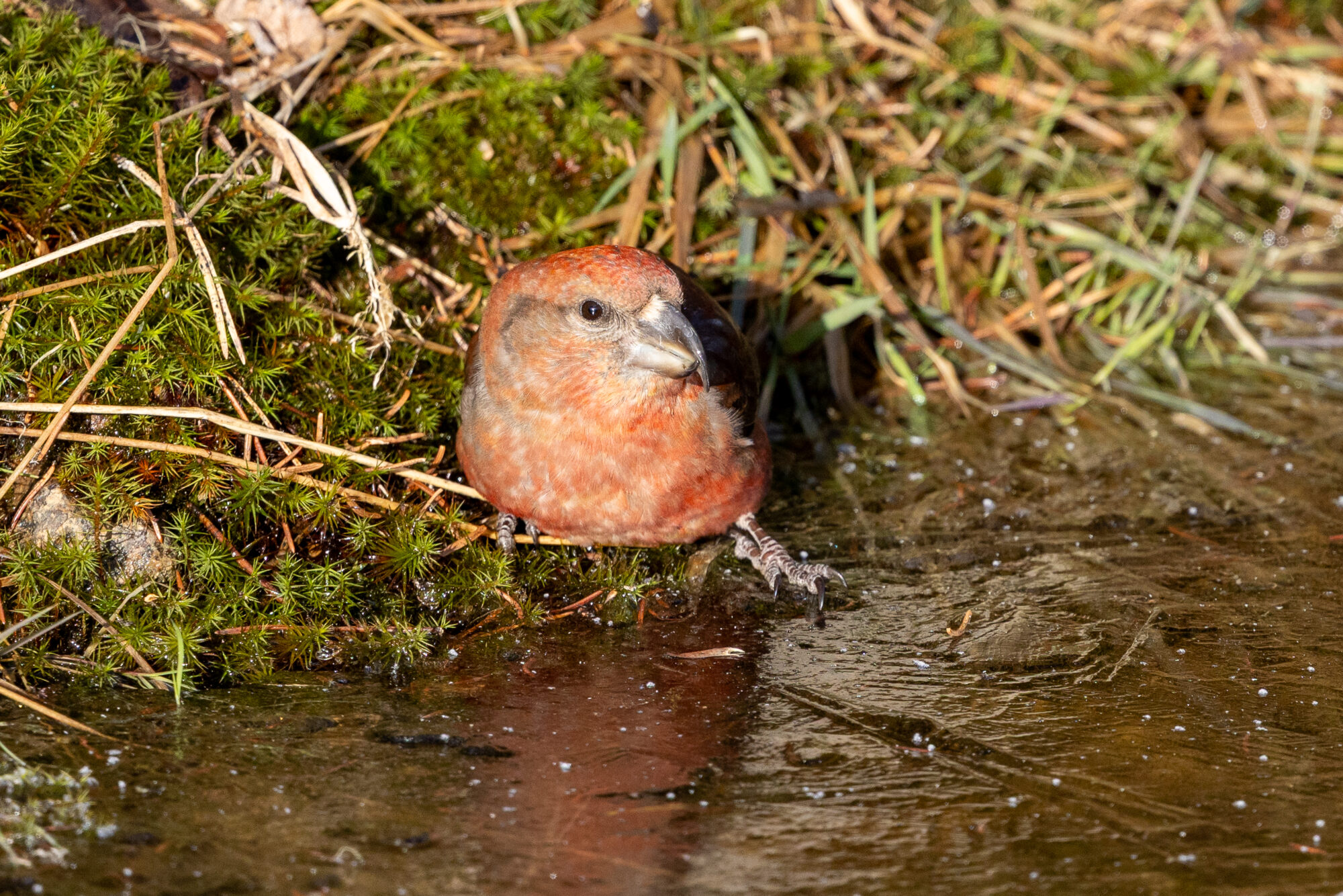 Valokuvaaja: Satu Pihlainen
