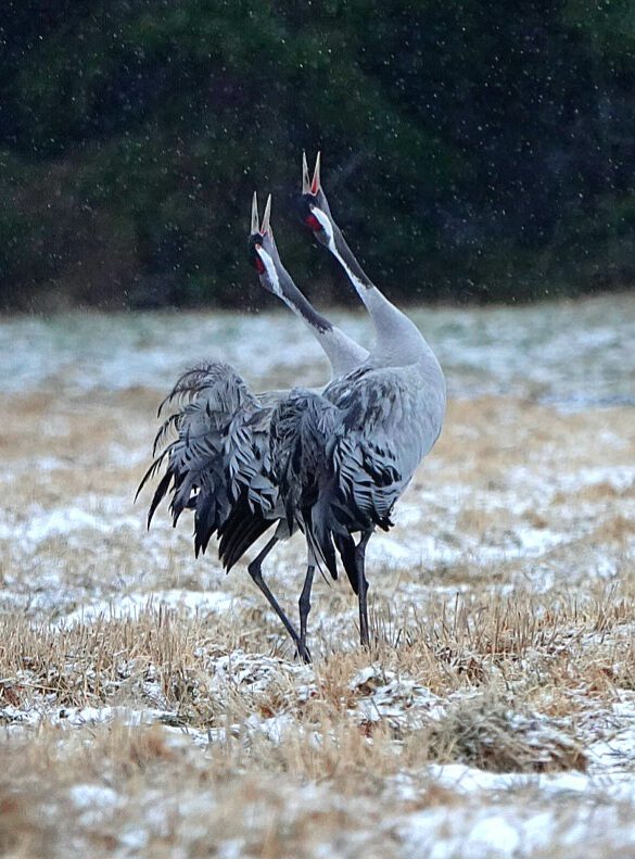 Valokuvaaja: Keijo Pekkanen Valokuvaaja: Keijo Pekkanen