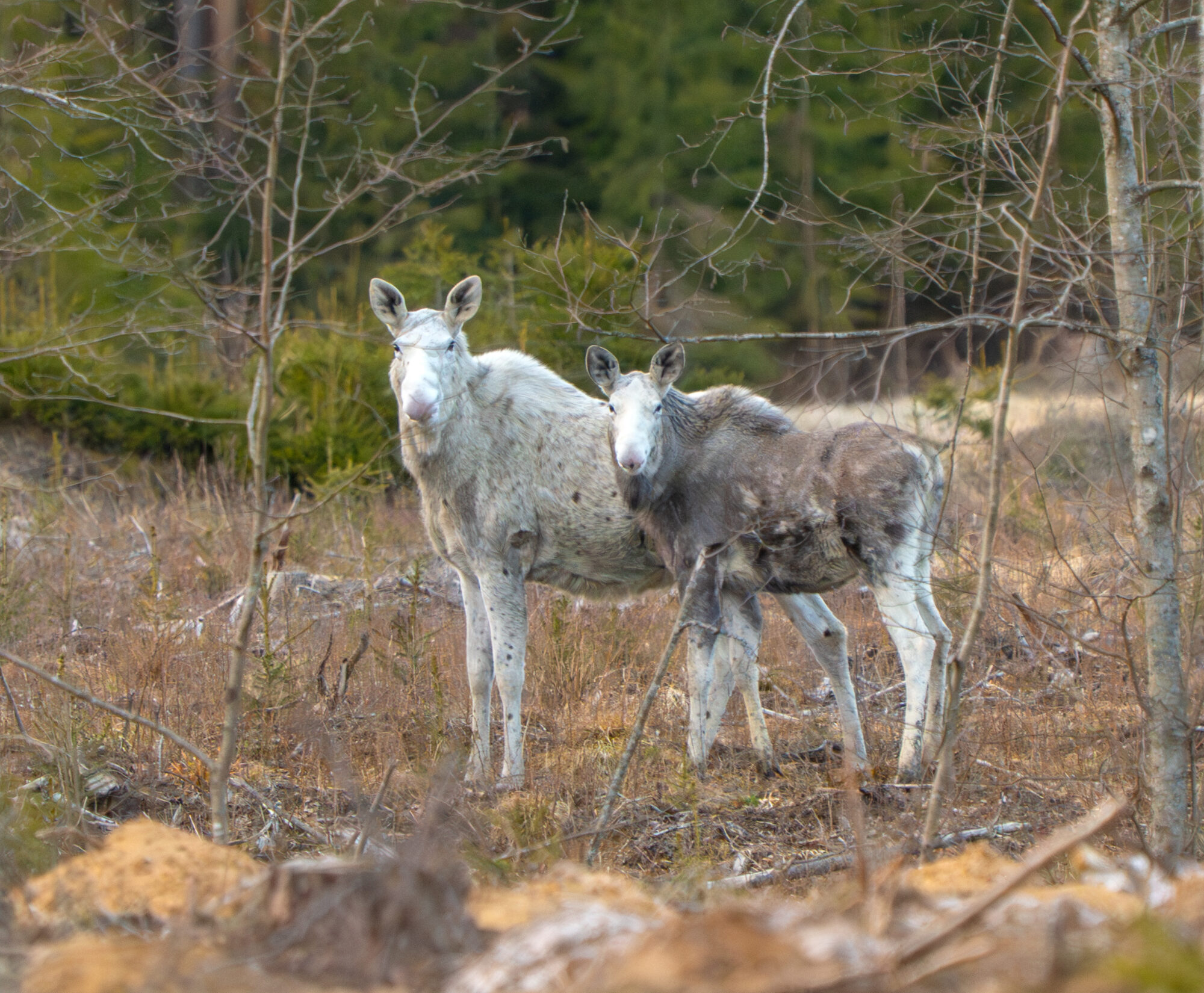 Valokuvaaja: Vili Lindegren