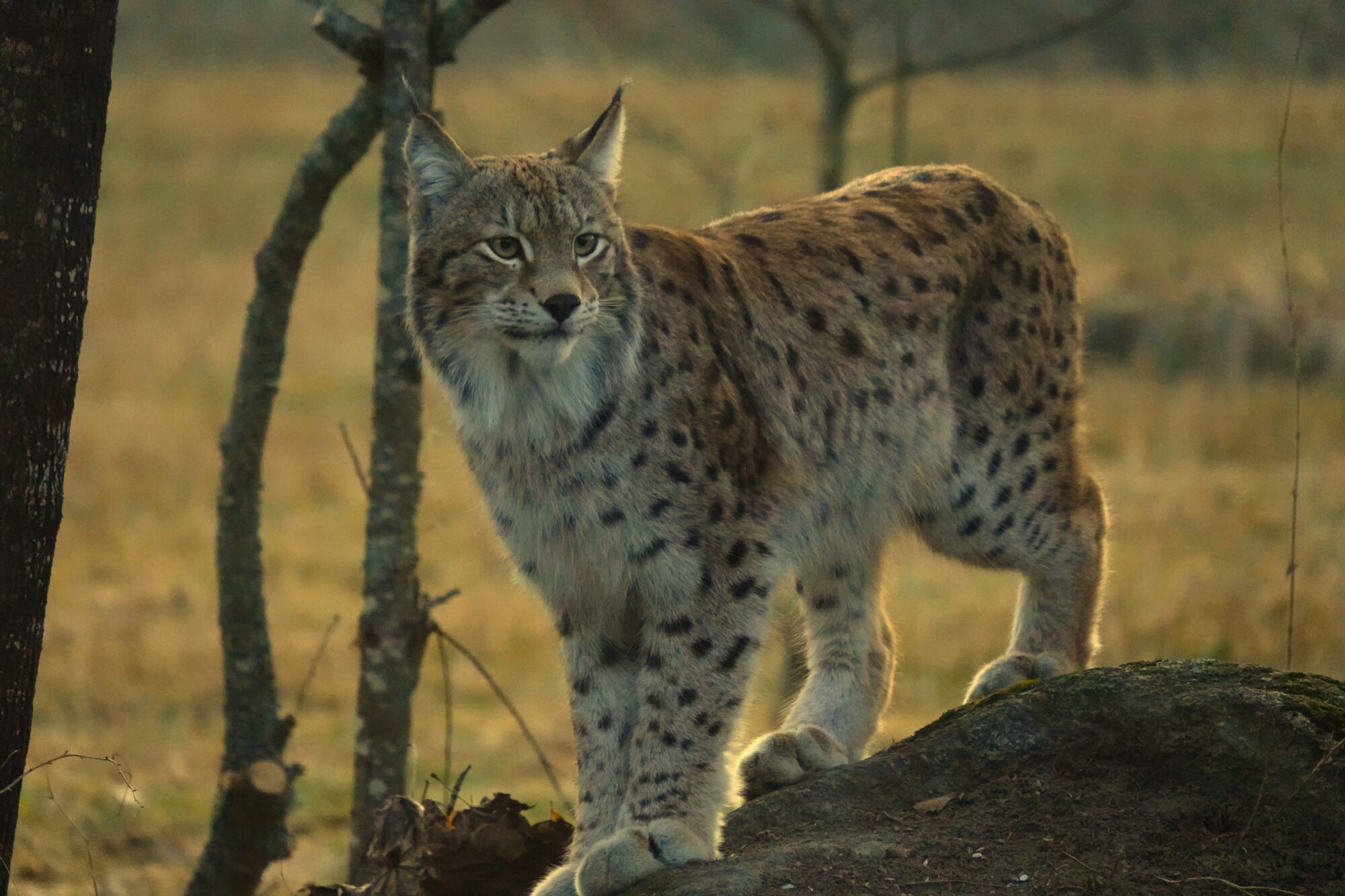 Valokuvaaja: Satu Välimaa