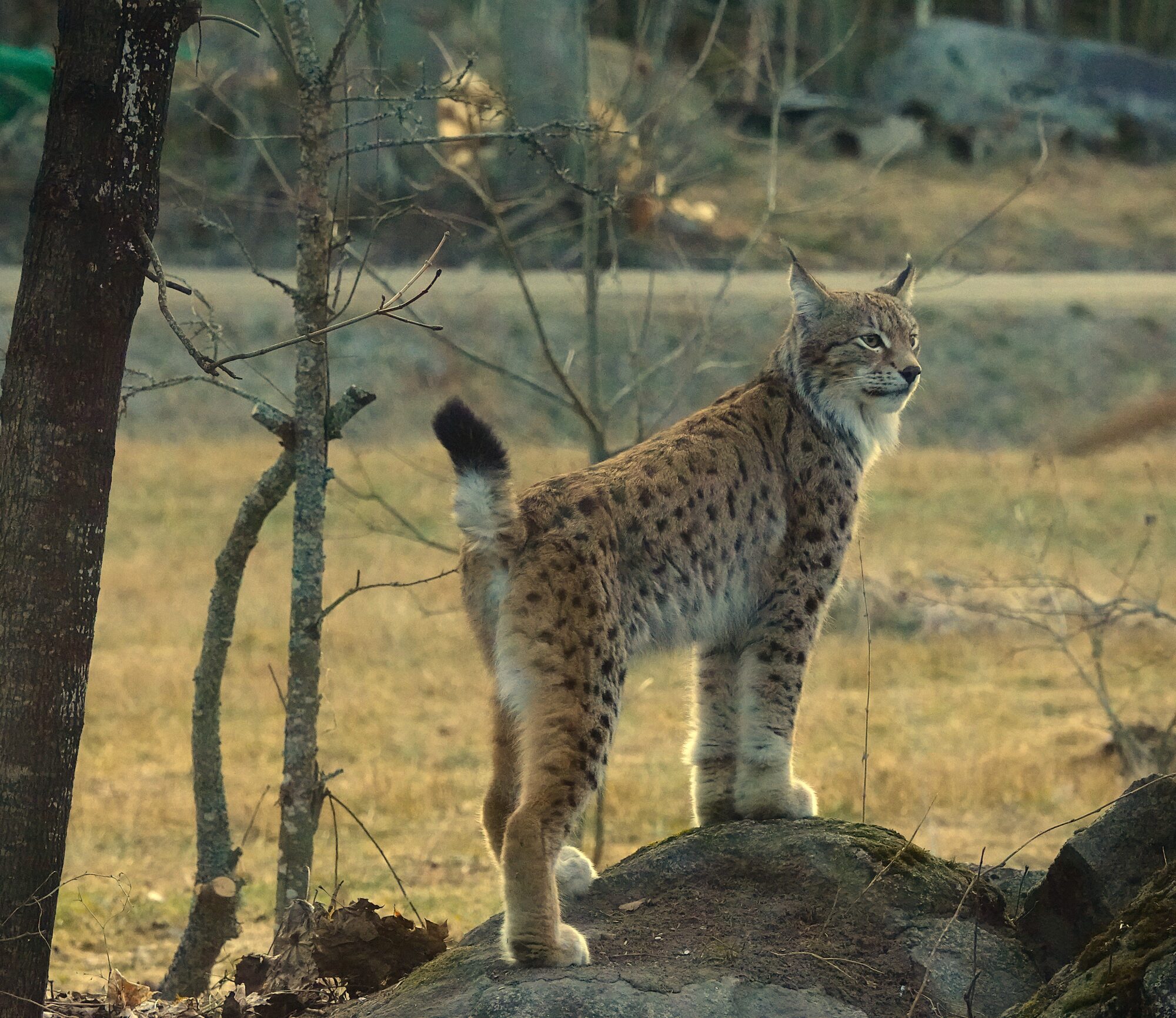 Valokuvaaja: Satu Välimaa