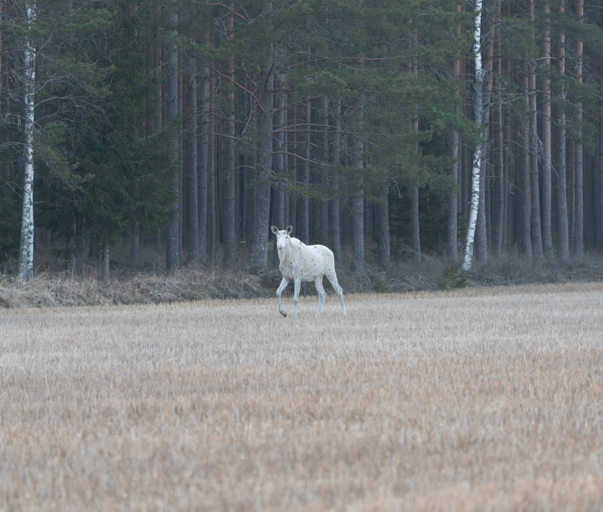 Valokuvaaja: Vili Lindegren Valokuvaaja: Vili Lindegren