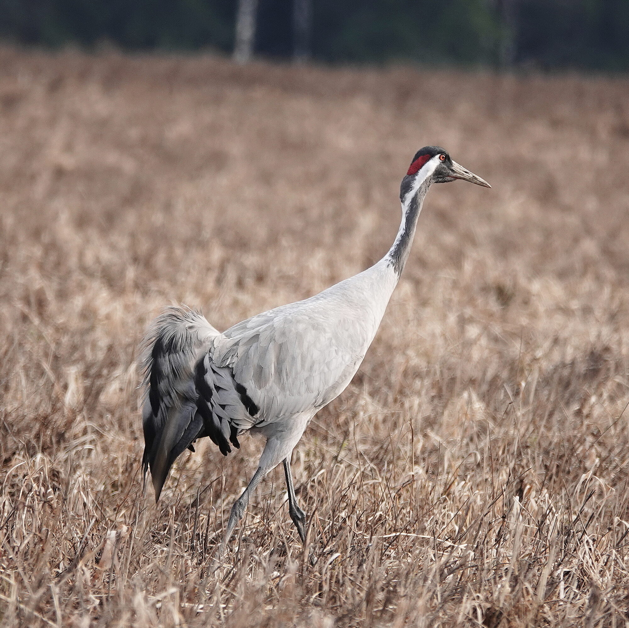 Valokuvaaja: Raija Oksanen