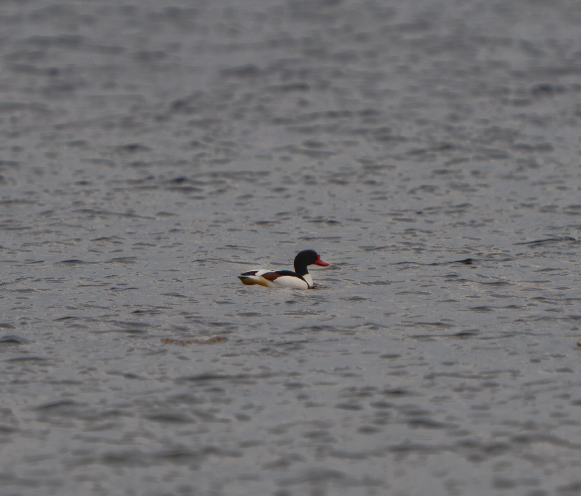 Valokuvaaja: Vili Lindegren
