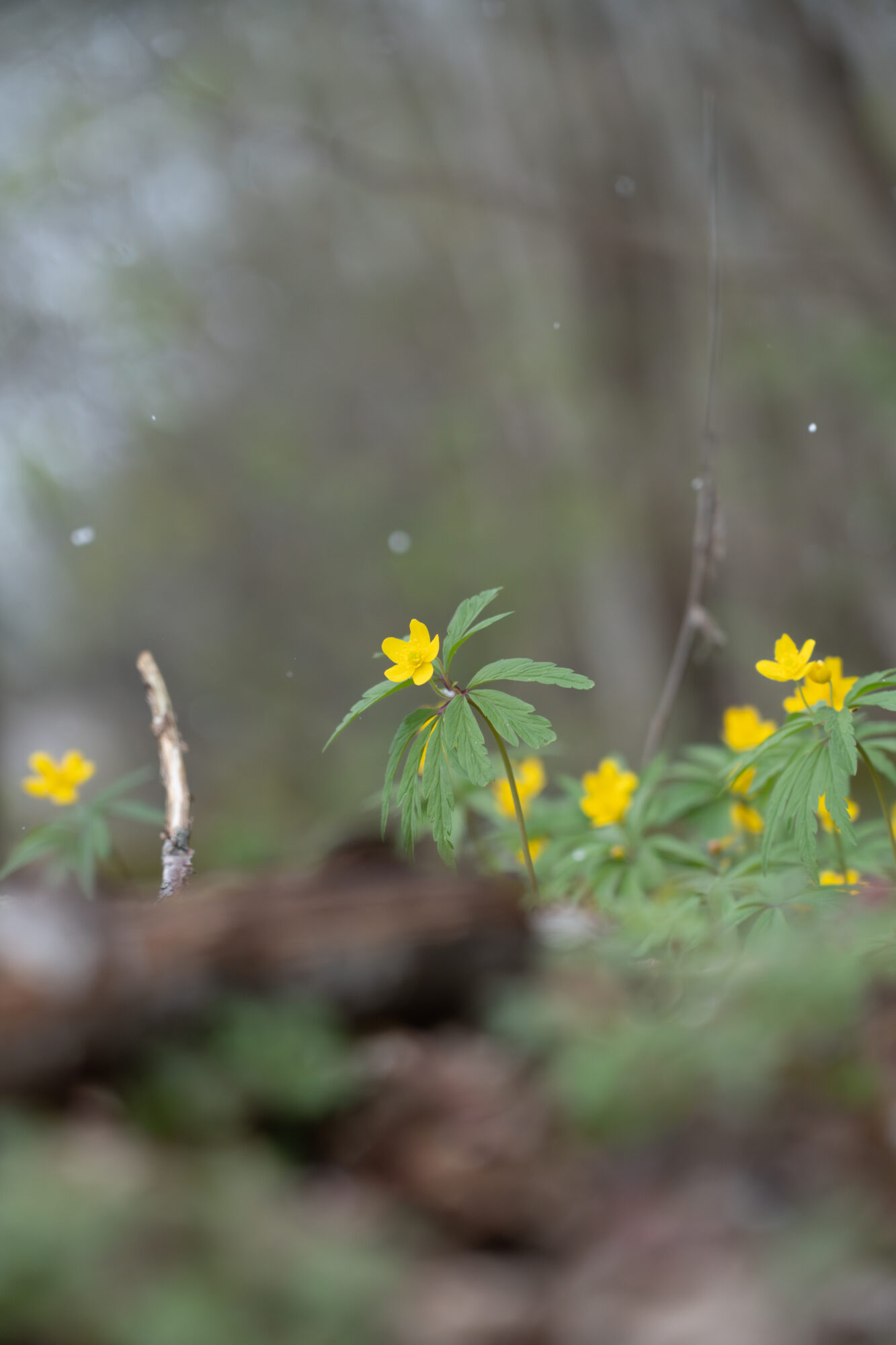 Valokuvaaja: Vili Lindegren