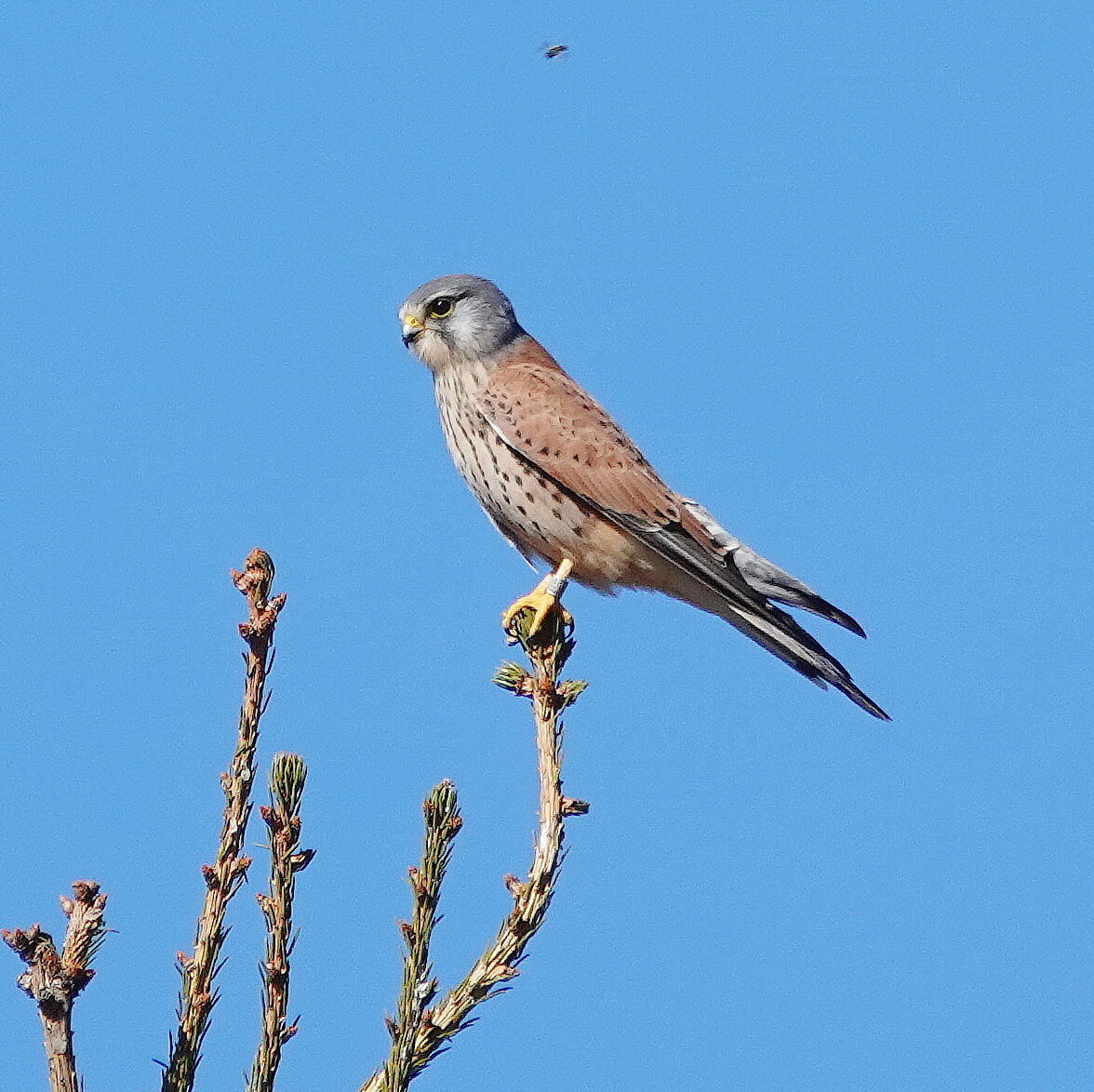 Valokuvaaja: raija Oksanen