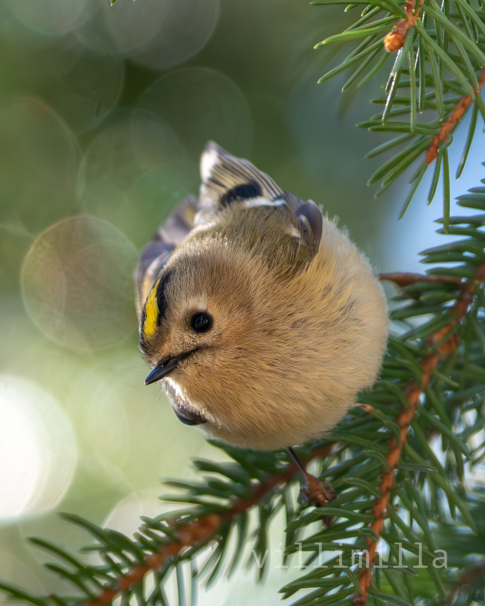 Valokuvaaja: Milla Rannila
