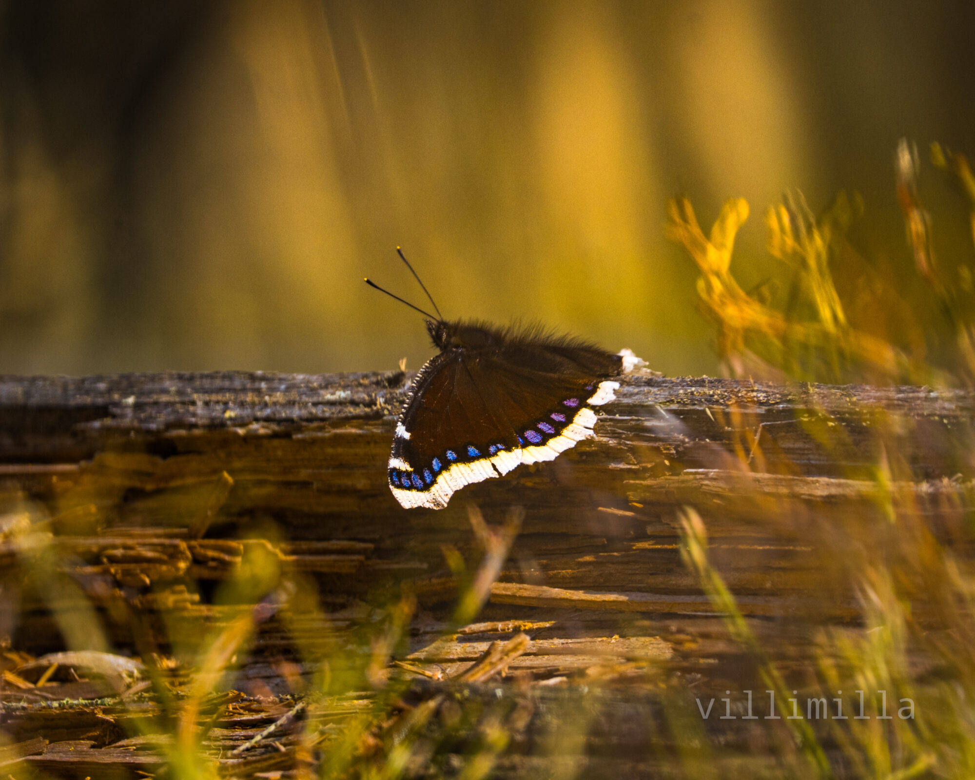 Valokuvaaja: Milla Rannila