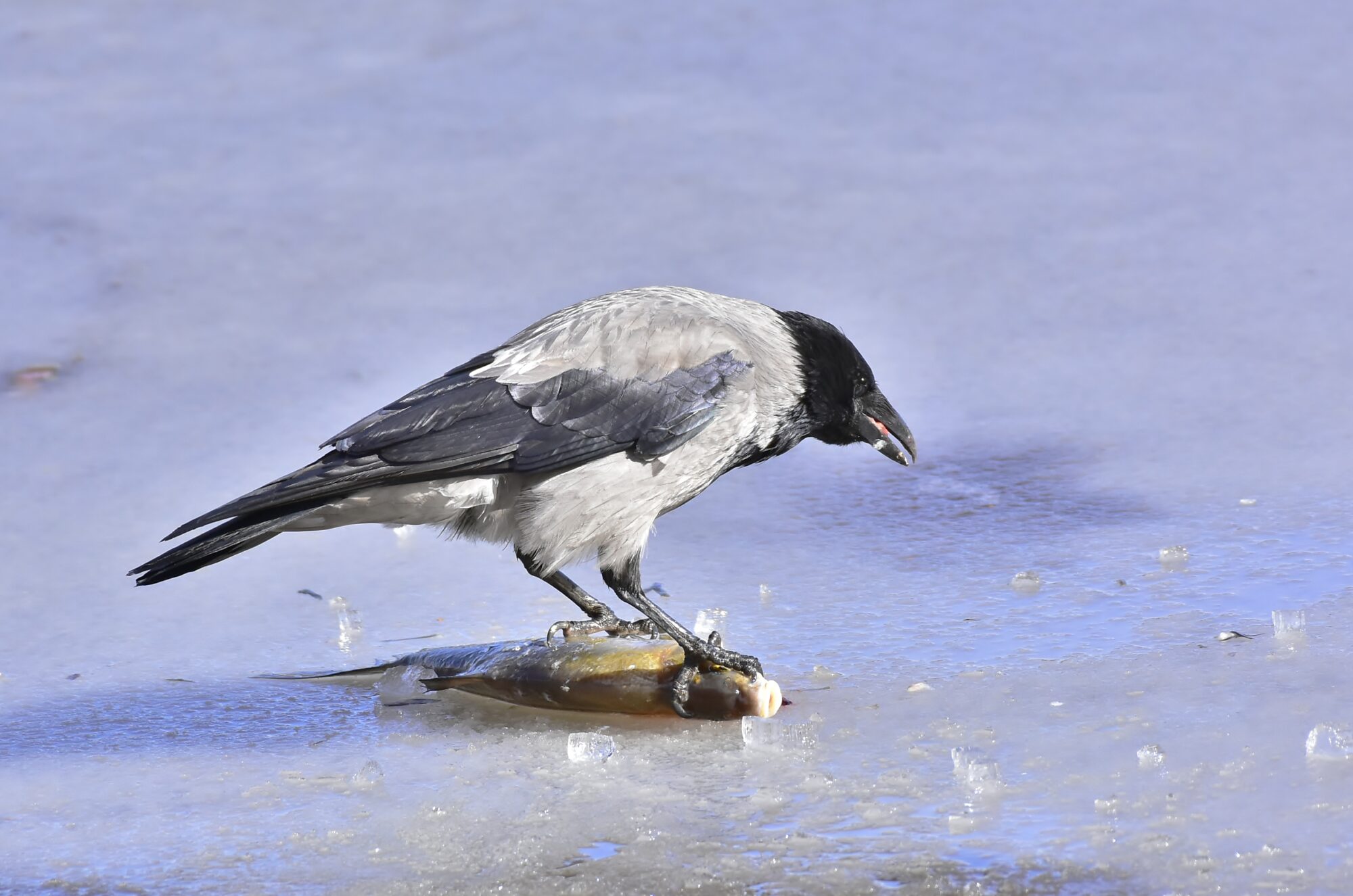 Valokuvaaja: Markku Pelkonen