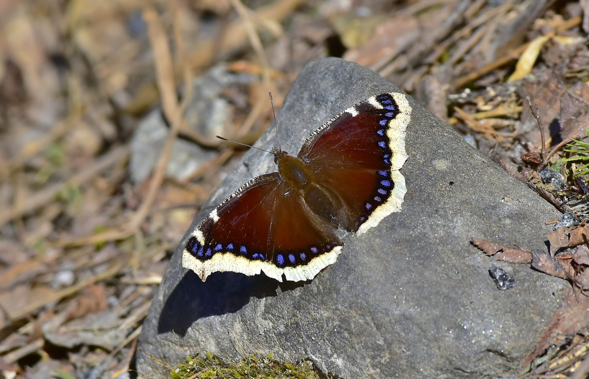 Valokuvaaja: Markku Pelkonen