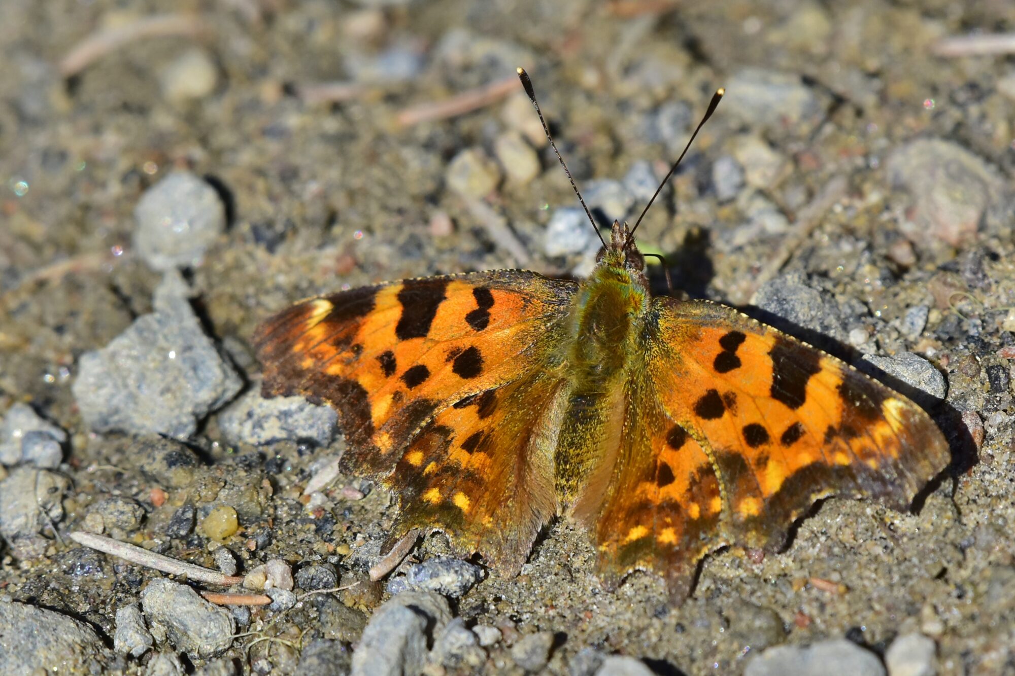 Valokuvaaja: Markku Pelkonen
