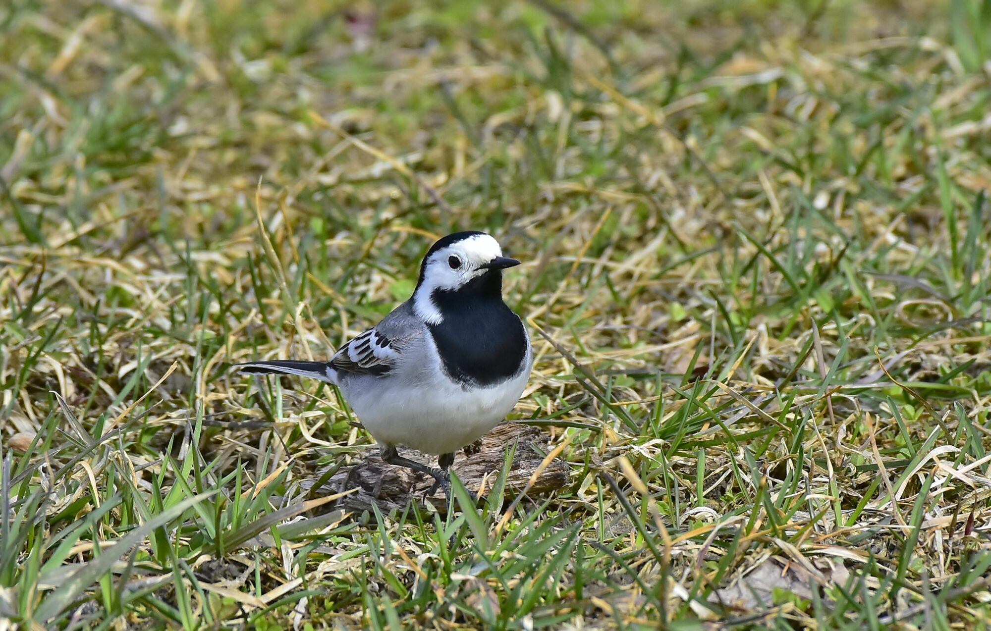 Valokuvaaja: Markku Pelkonen