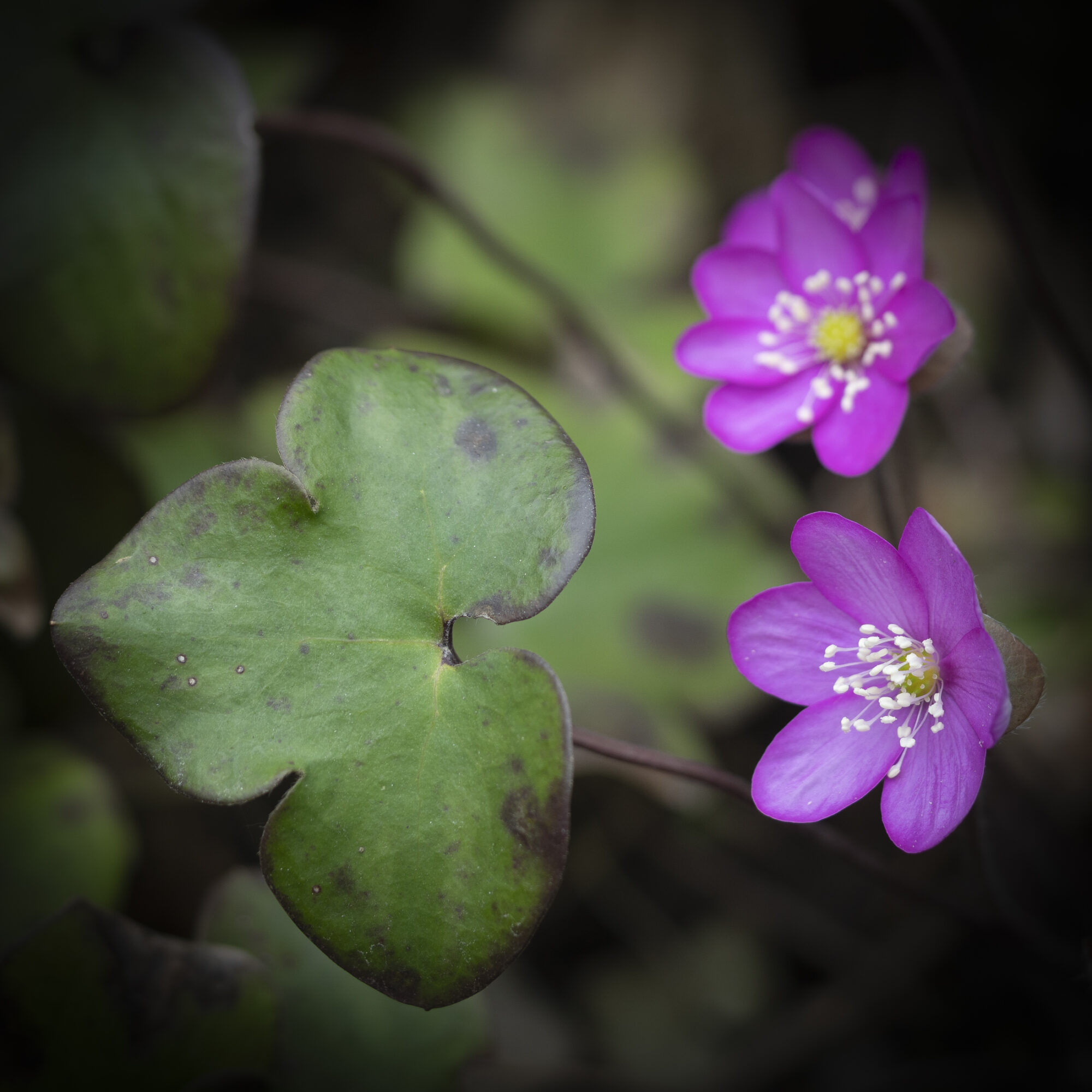 Valokuvaaja: Heljä Saarinen-Salo