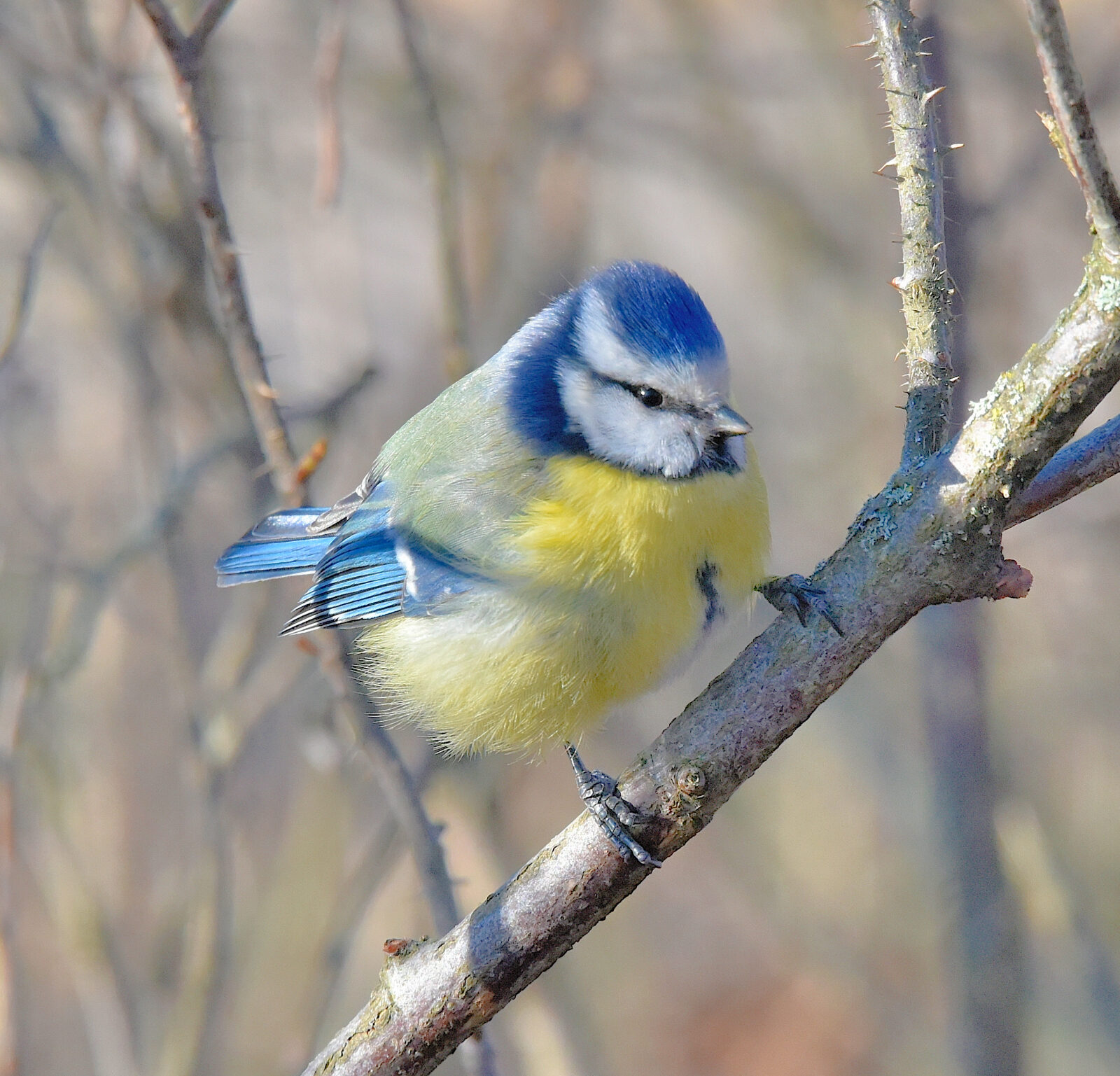 Valokuvaaja: Reijo Juurinen