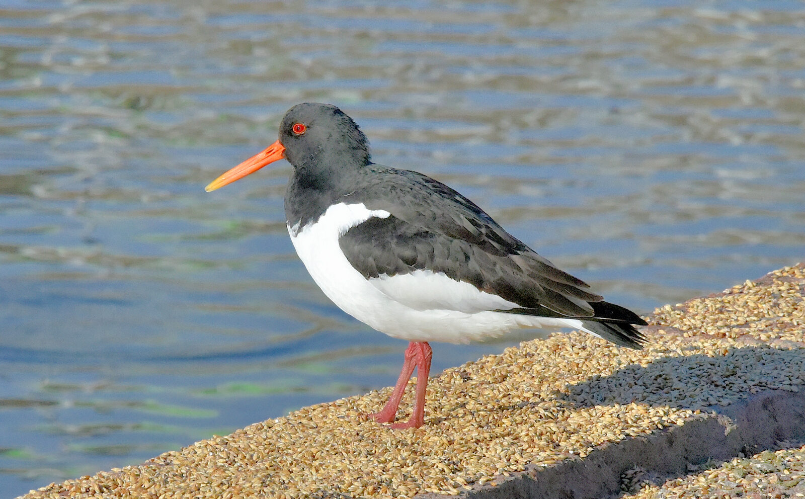 Valokuvaaja: Reijo Juurinen