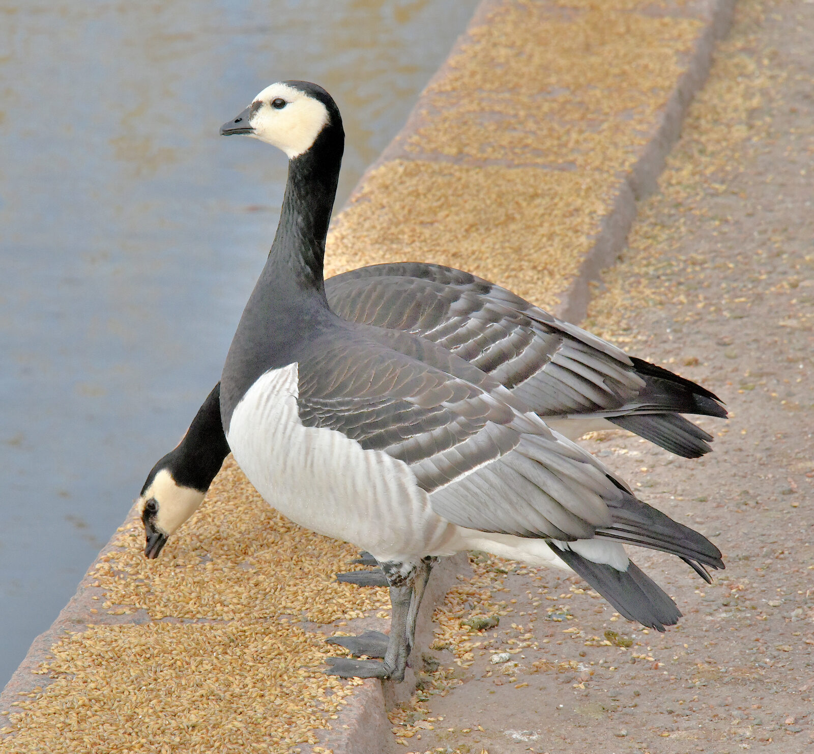 Valokuvaaja: Reijo Juurinen
