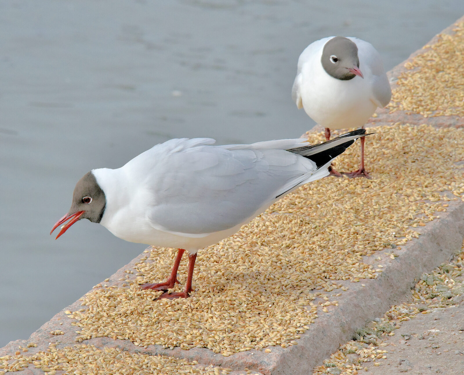 Valokuvaaja: Reijo Juurinen