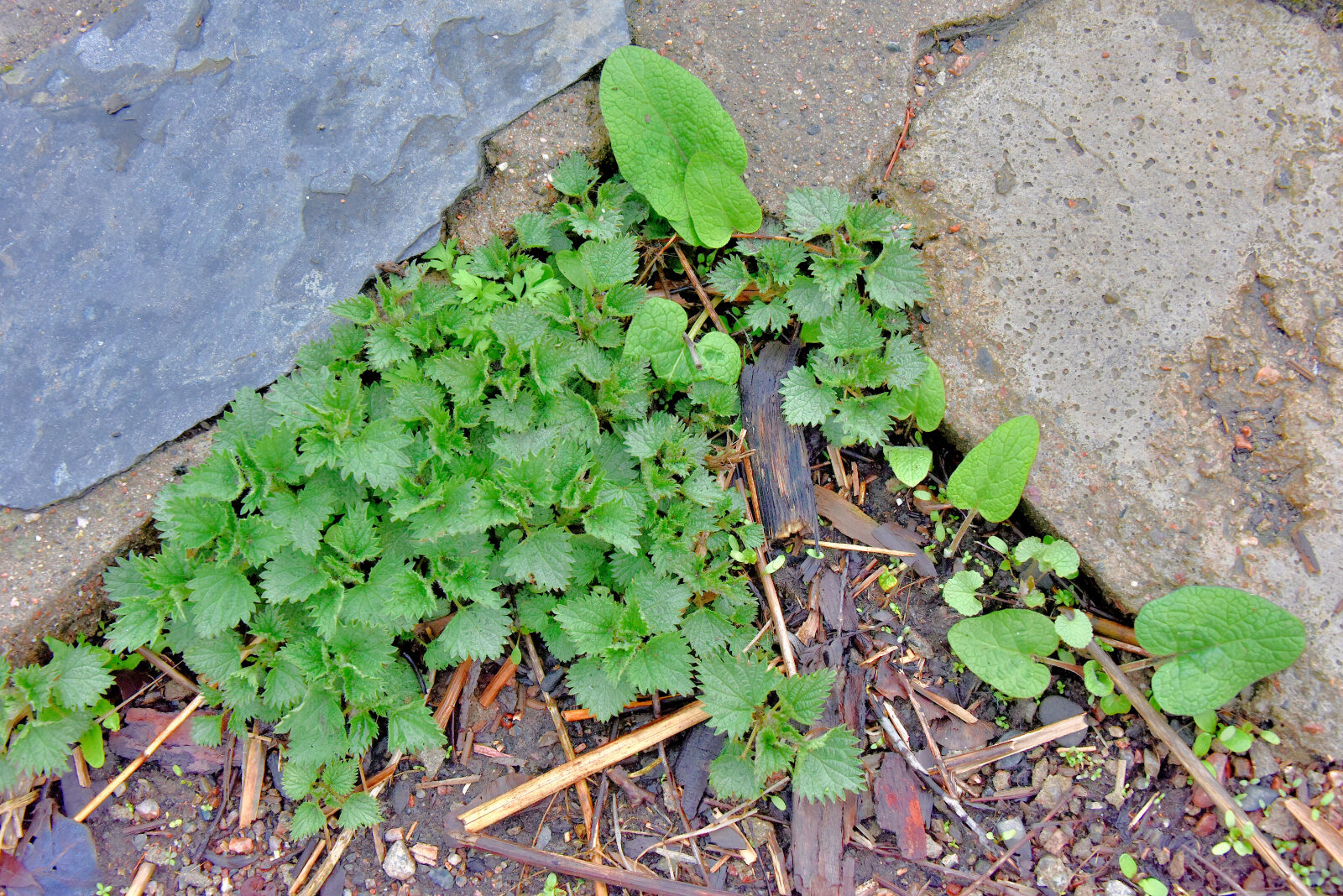Valokuvaaja: Reijo.juurinen@elisanet.fi