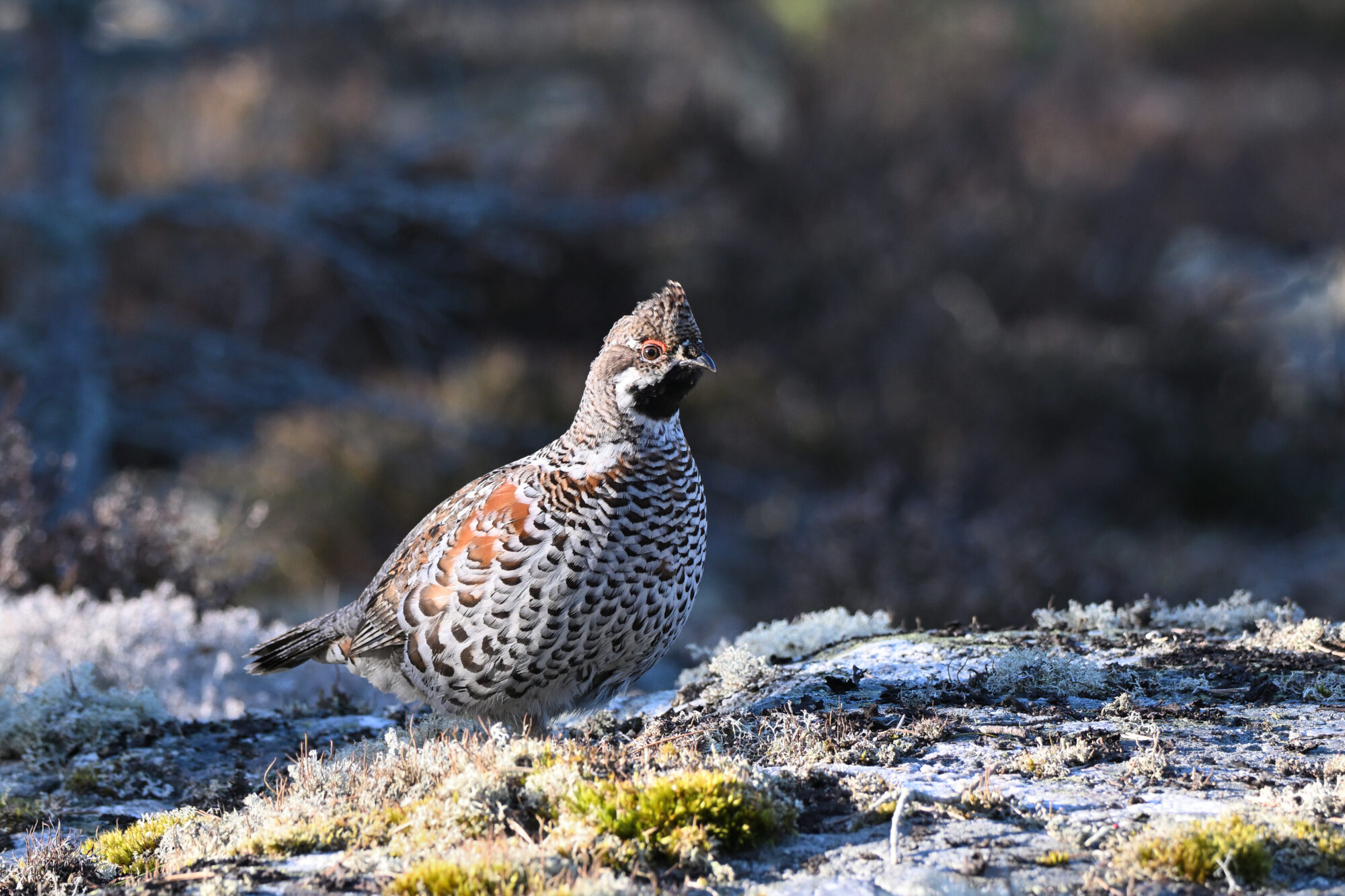 Valokuvaaja: Asko Heikkinen
