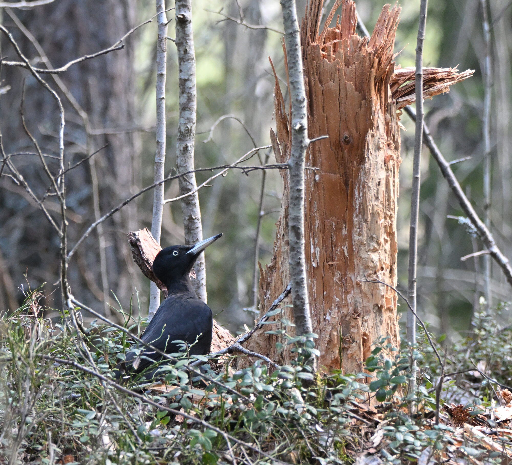 Valokuvaaja: Asko Heikkinen
