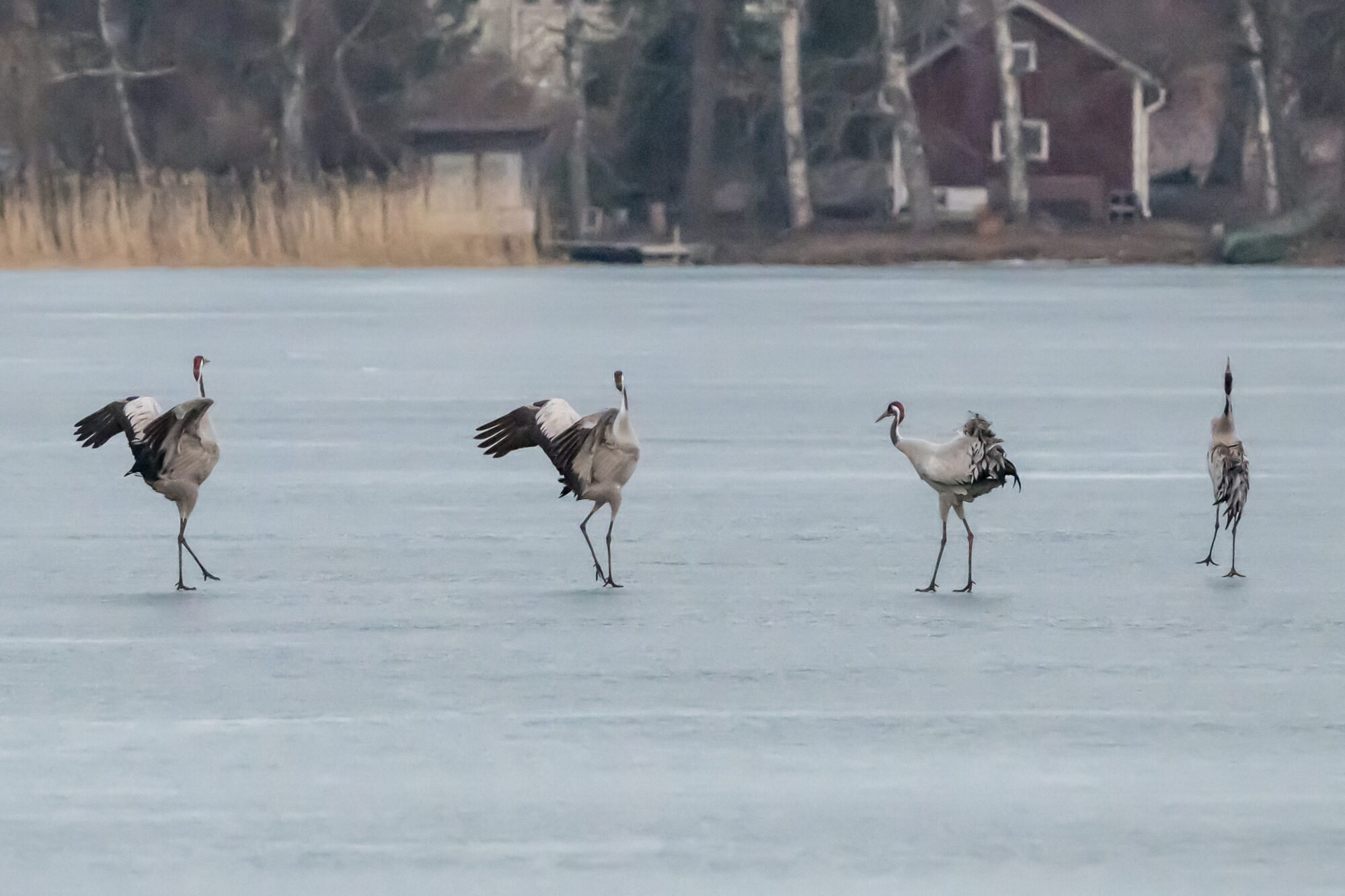 Valokuvaaja: MarkkuSaarinen