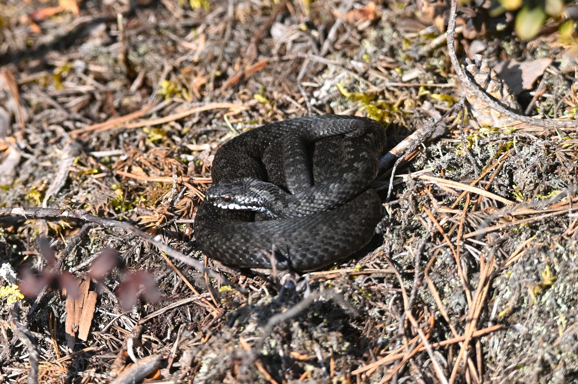 Valokuvaaja: Maarit Siitonen