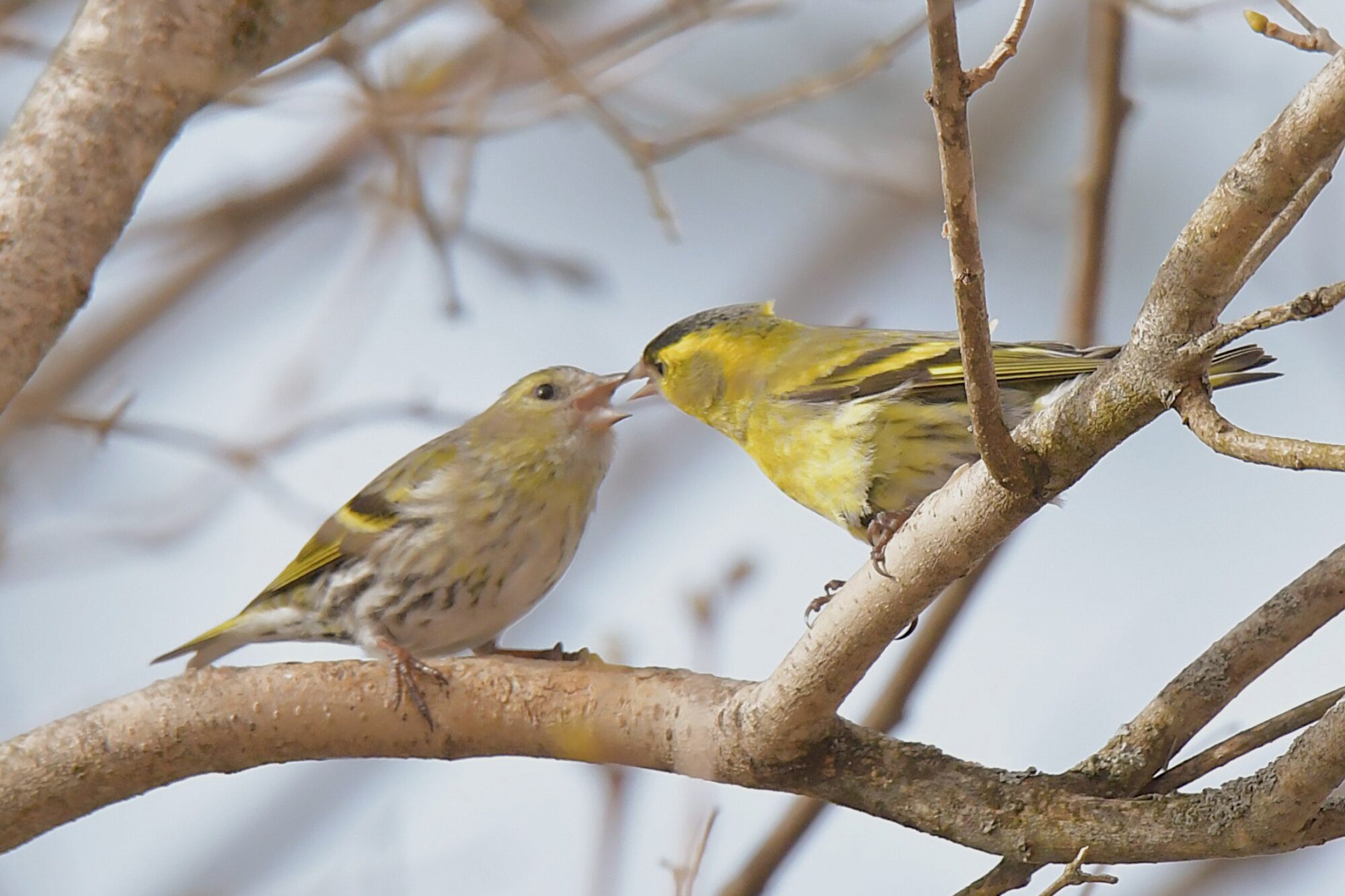 Valokuvaaja: Ritva Pietikäinen
