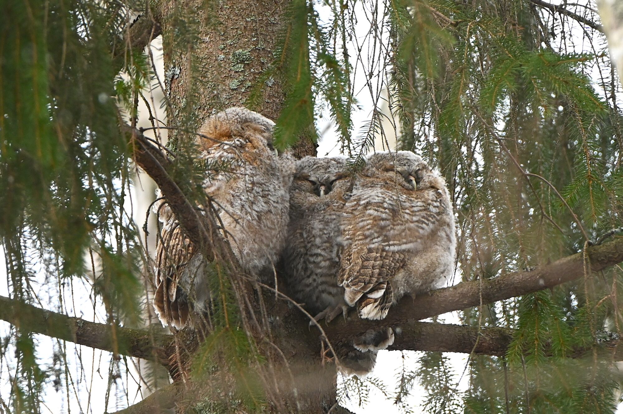 Valokuvaaja: Maarit Siitonen