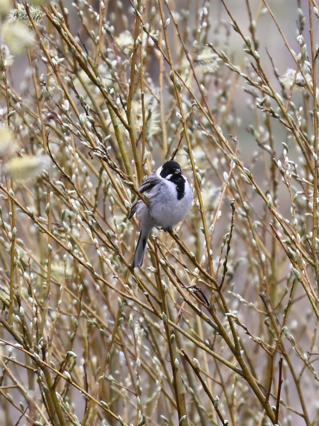 Valokuvaaja: Emilia Miettinen