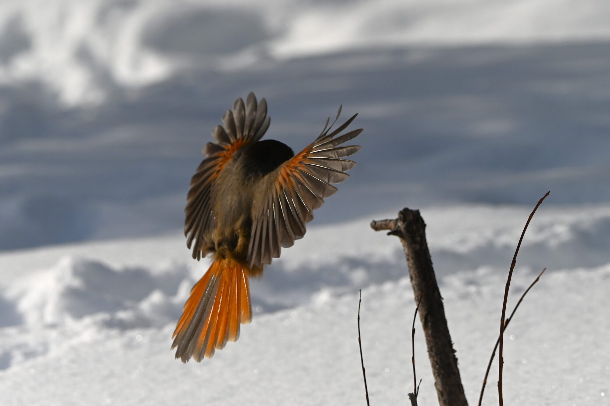 Valokuvaaja: Maarit Siitonen