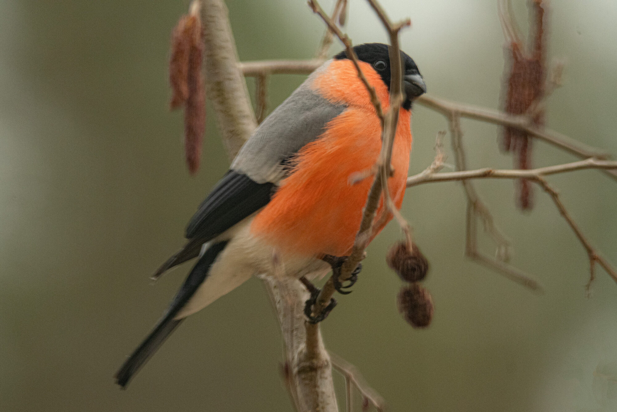 Valokuvaaja: Maija Savolainen