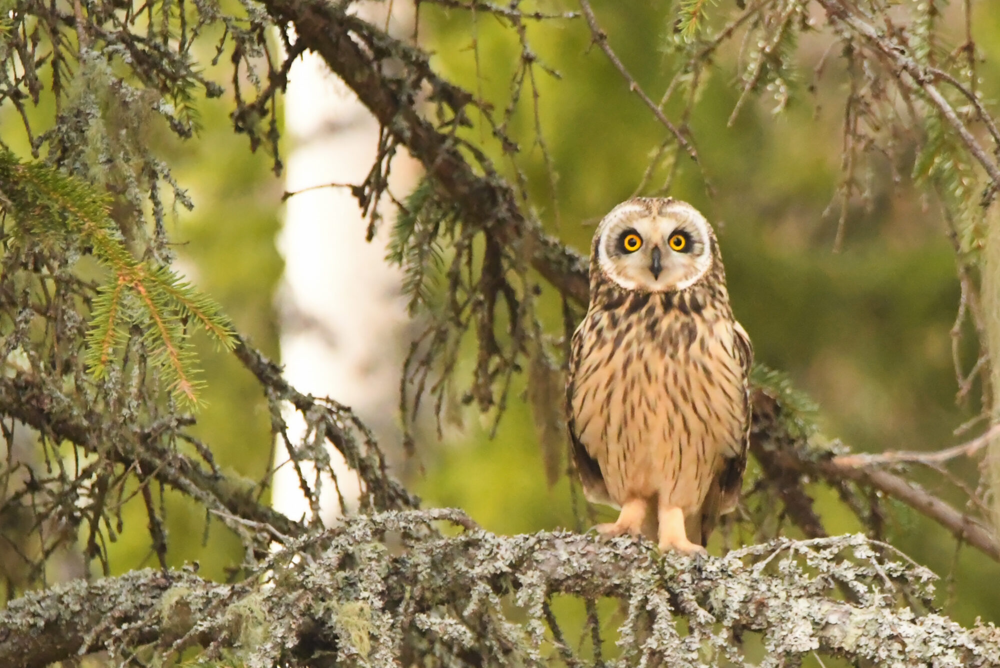 Valokuvaaja: Maija savolainen