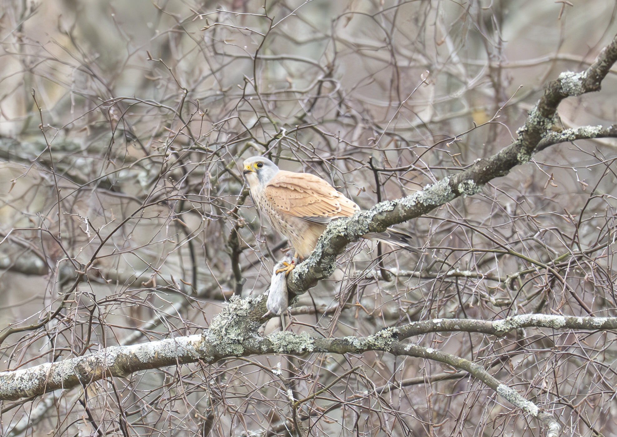 Valokuvaaja: Marita Lönnberg