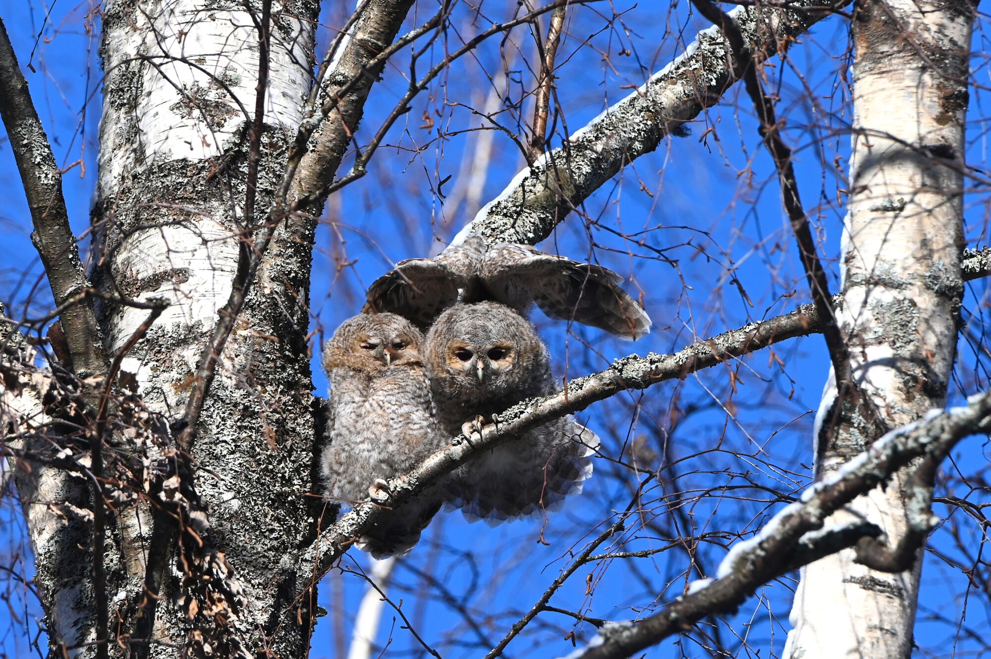 Valokuvaaja: Maarit Siitonen