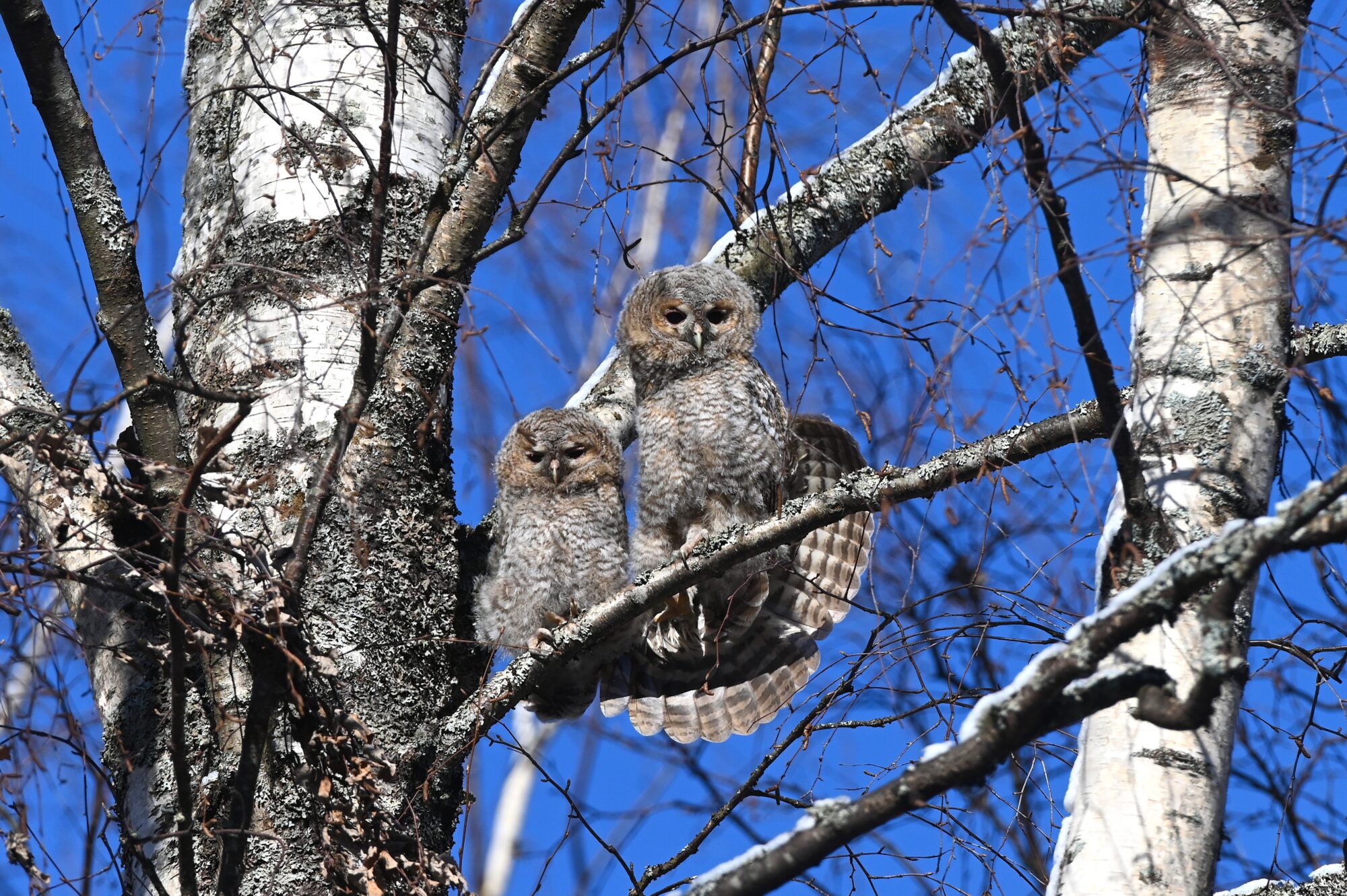 Valokuvaaja: Maarit Siitonen