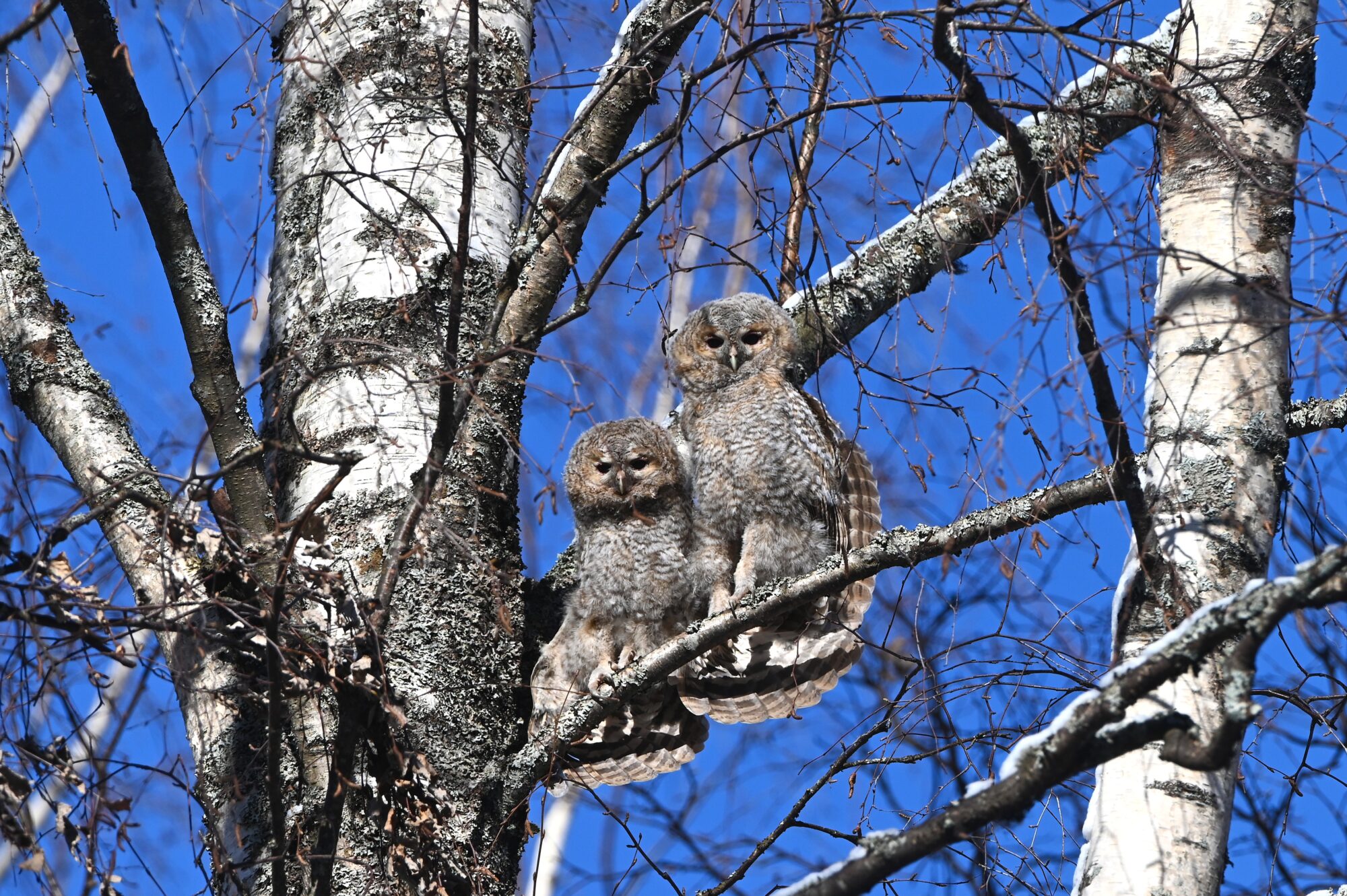 Valokuvaaja: Maarit Siitonen