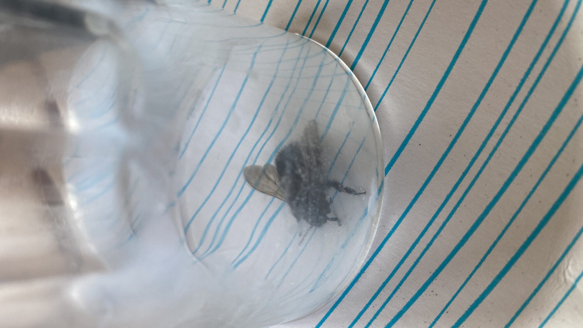 Valokuvaaja: Rosa Lehtiö