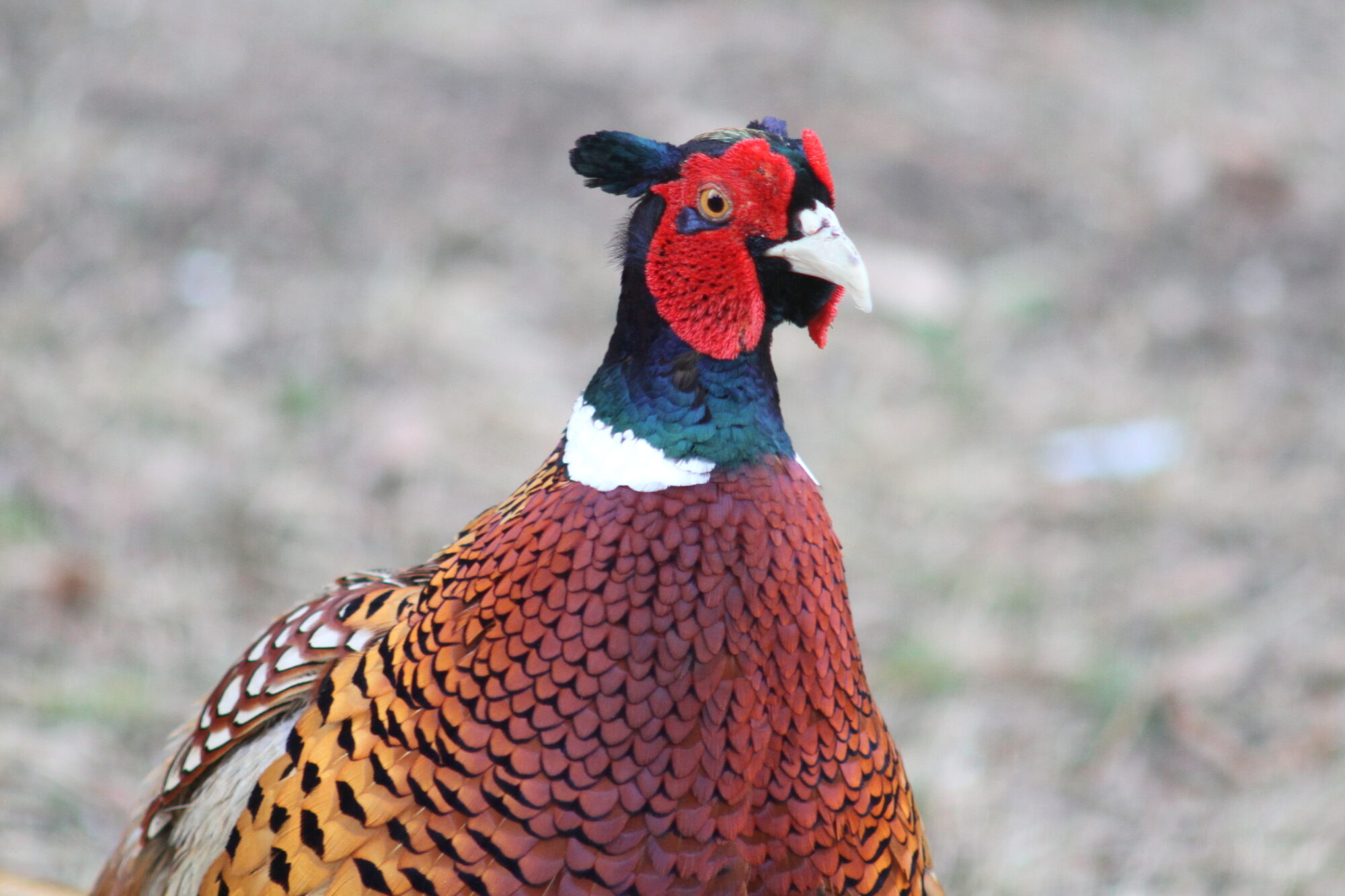 Valokuvaaja: Kaarlo Asikainen