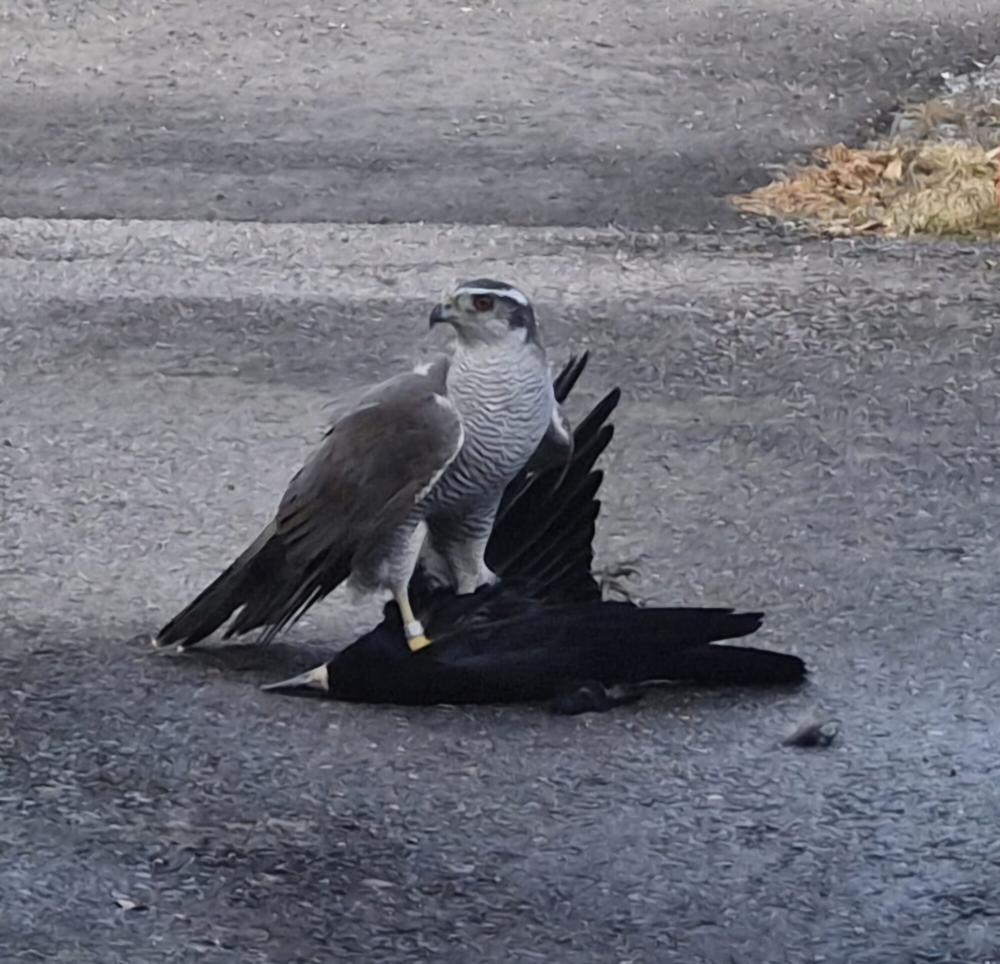 Valokuvaaja: Arto Heine