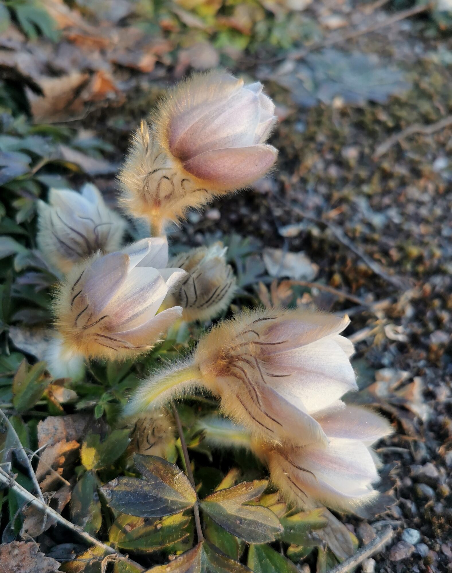 Valokuvaaja: Satu Kuningas