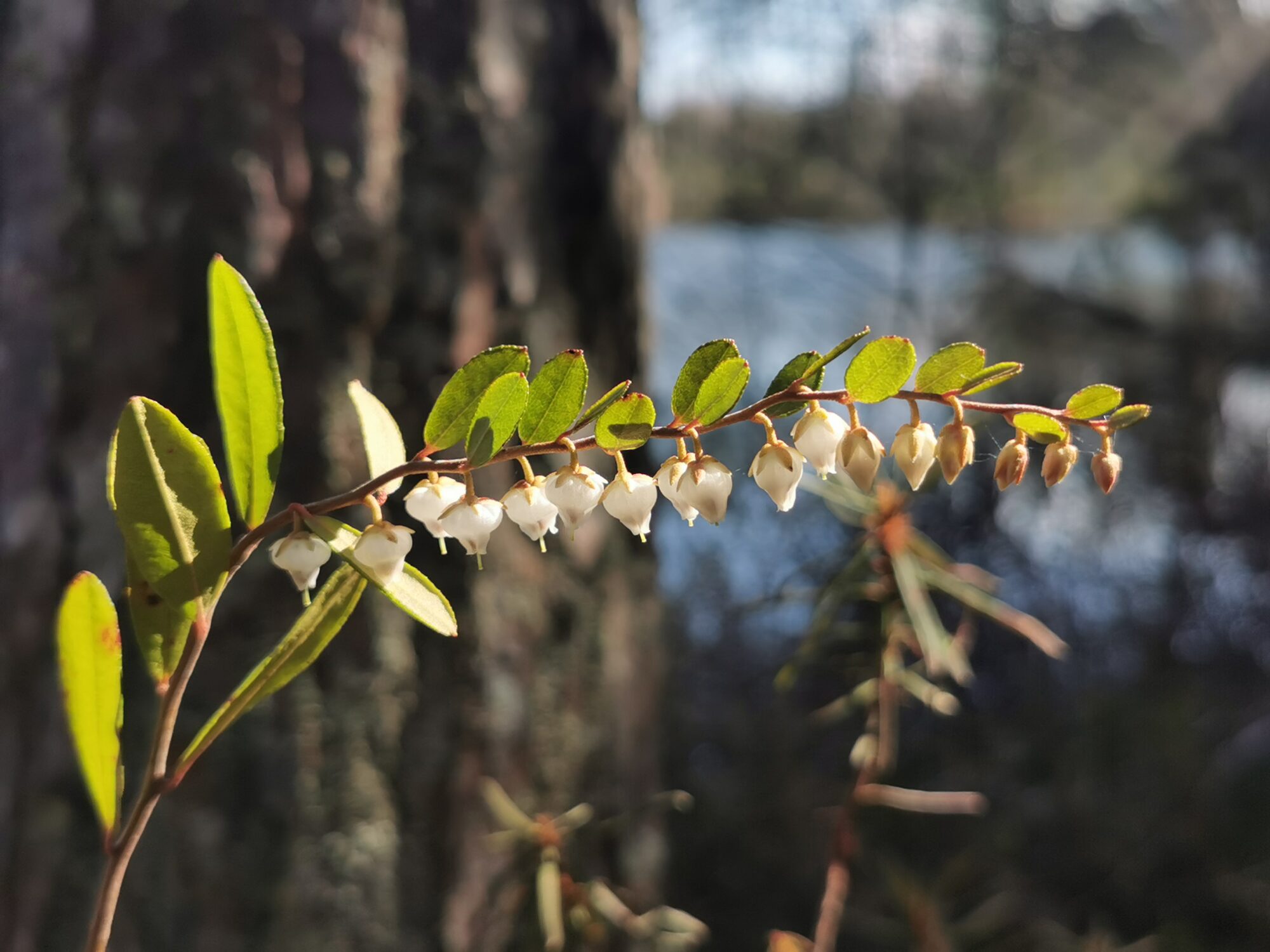 Valokuvaaja: Satu Kuningas