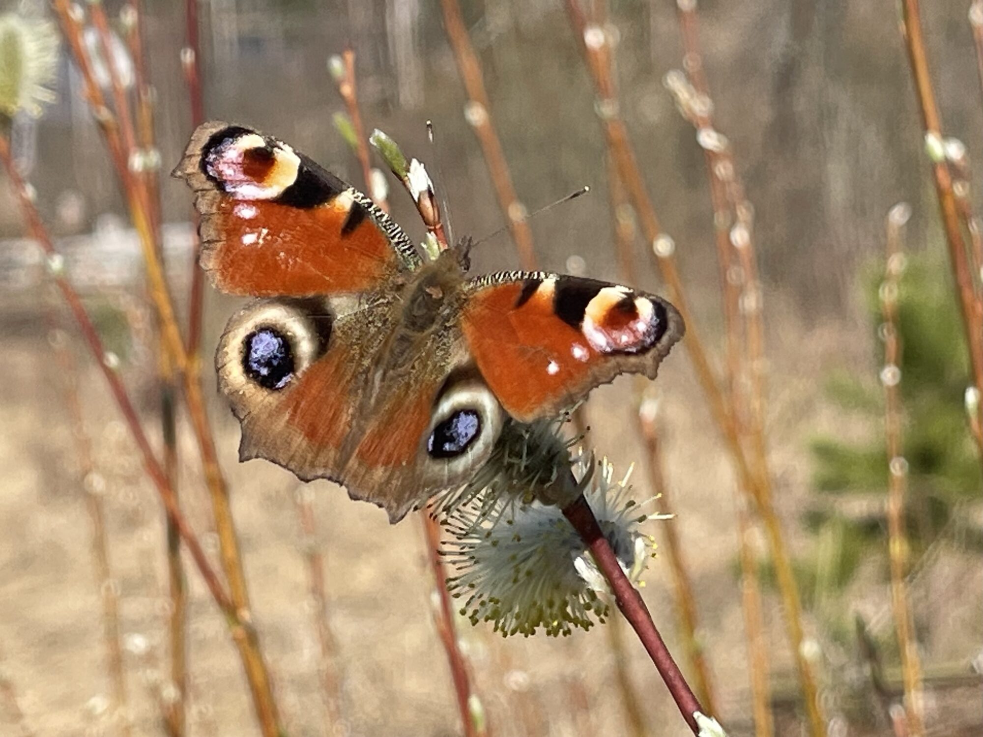 Valokuvaaja: Liisa Niiva-Korpela