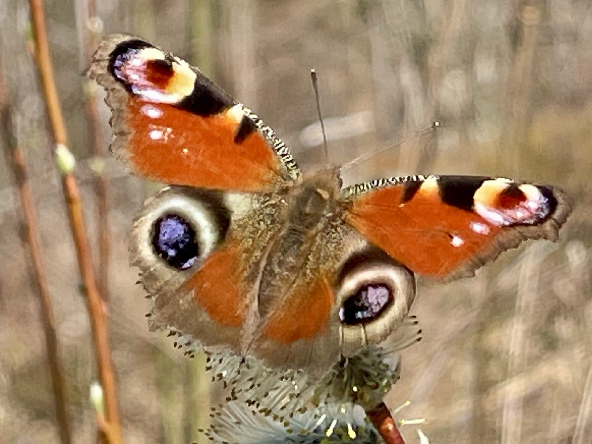 Valokuvaaja: Liisa Niiva-Korpela
