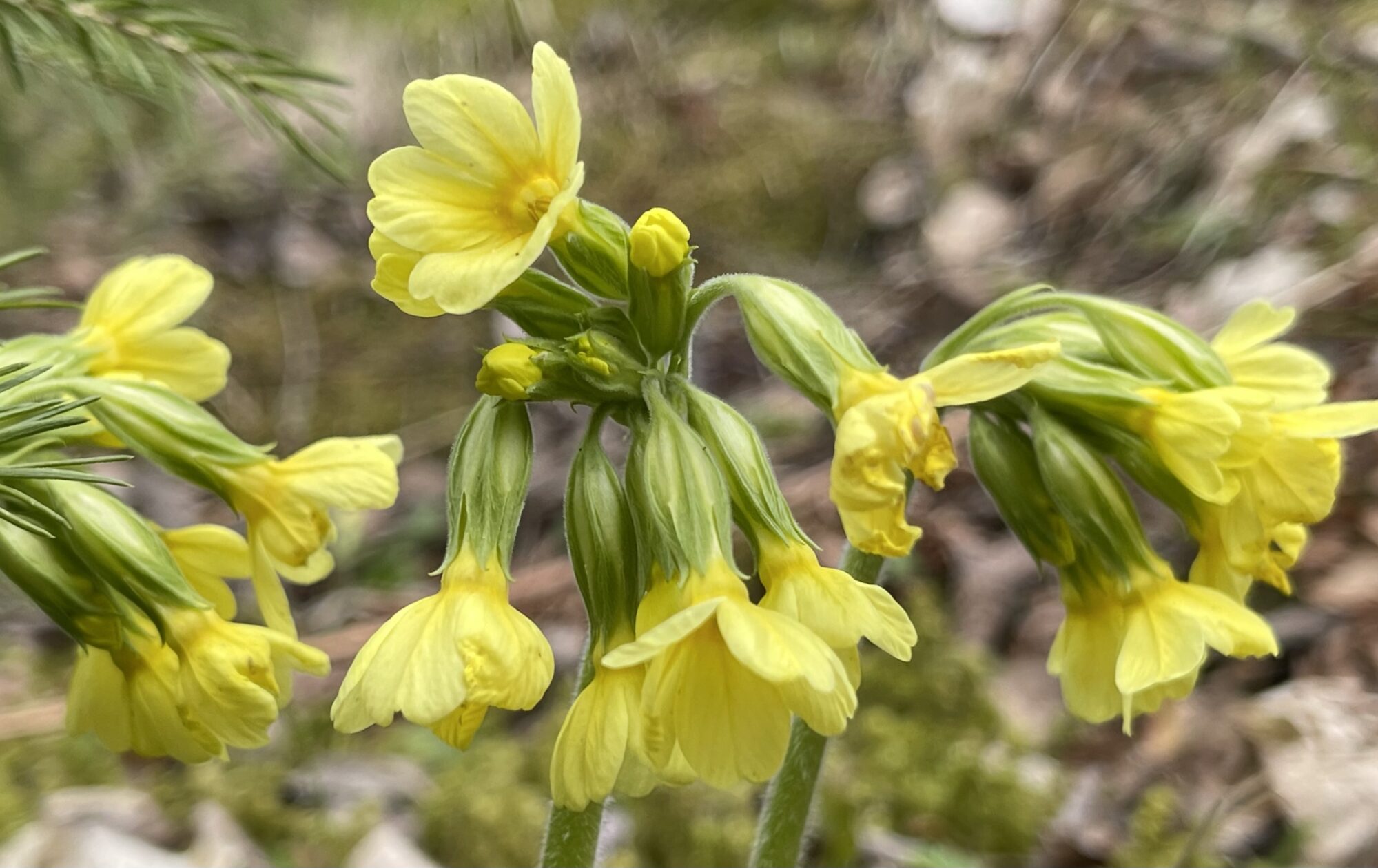 Valokuvaaja: Liisa Niiva-Korpela