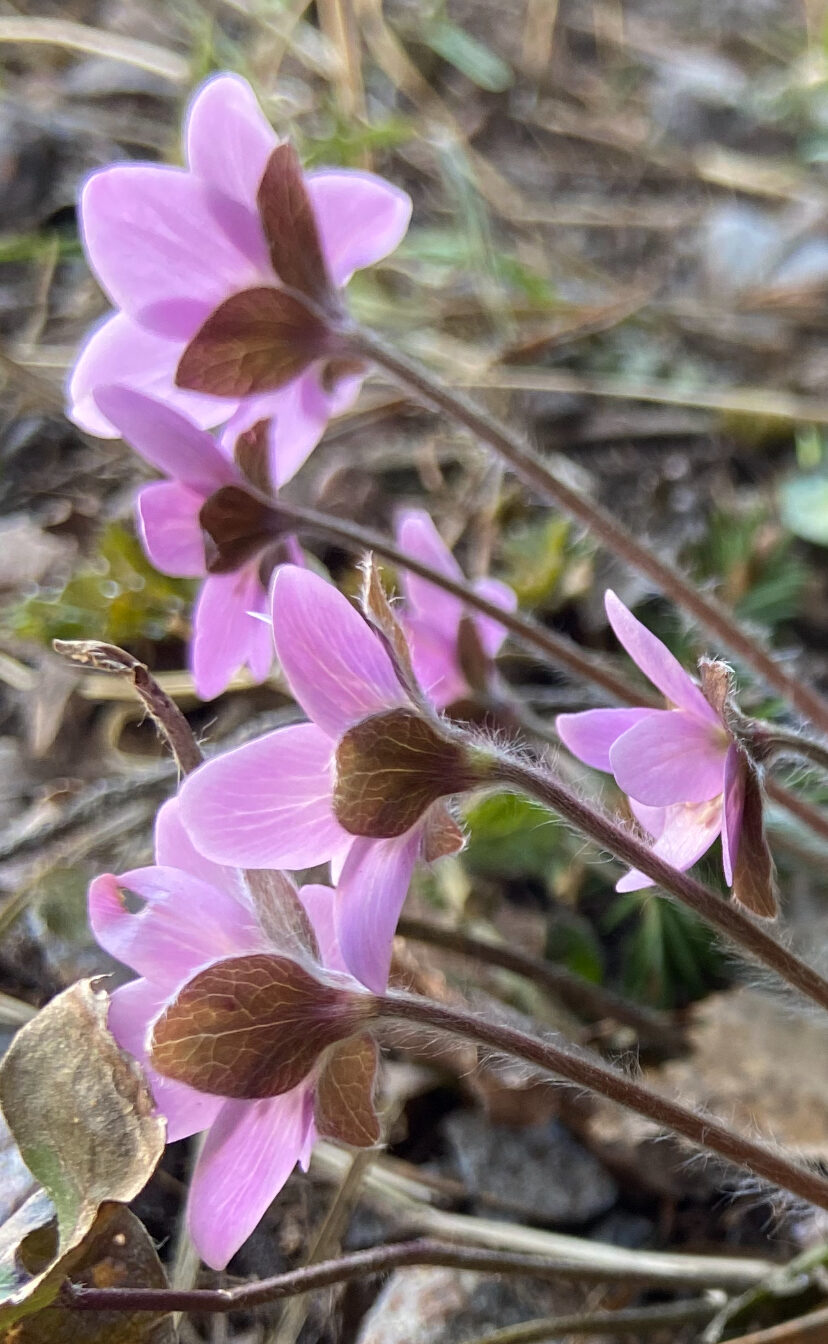 Valokuvaaja: Ellen Tuomaala