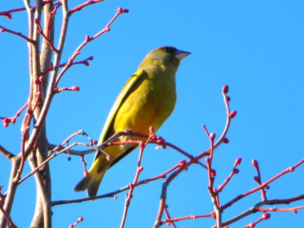 Valokuvaaja: Risto Kangassalo