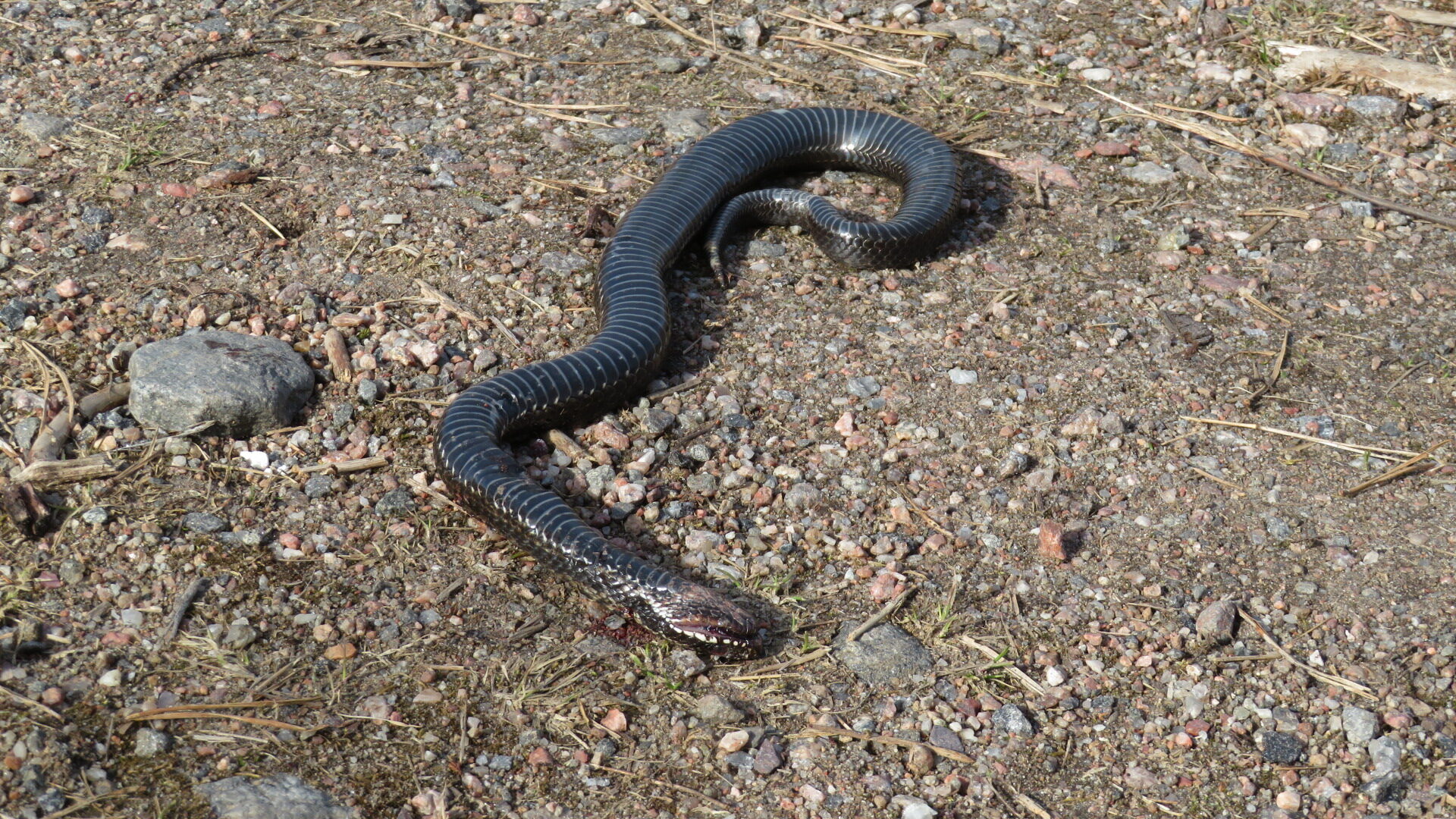 Valokuvaaja: Risto Kangassalo